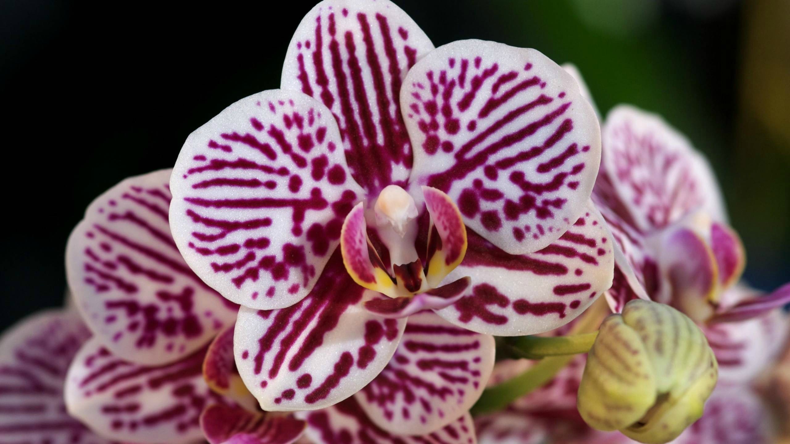 Free download wallpaper Flowers, Earth, Orchid on your PC desktop