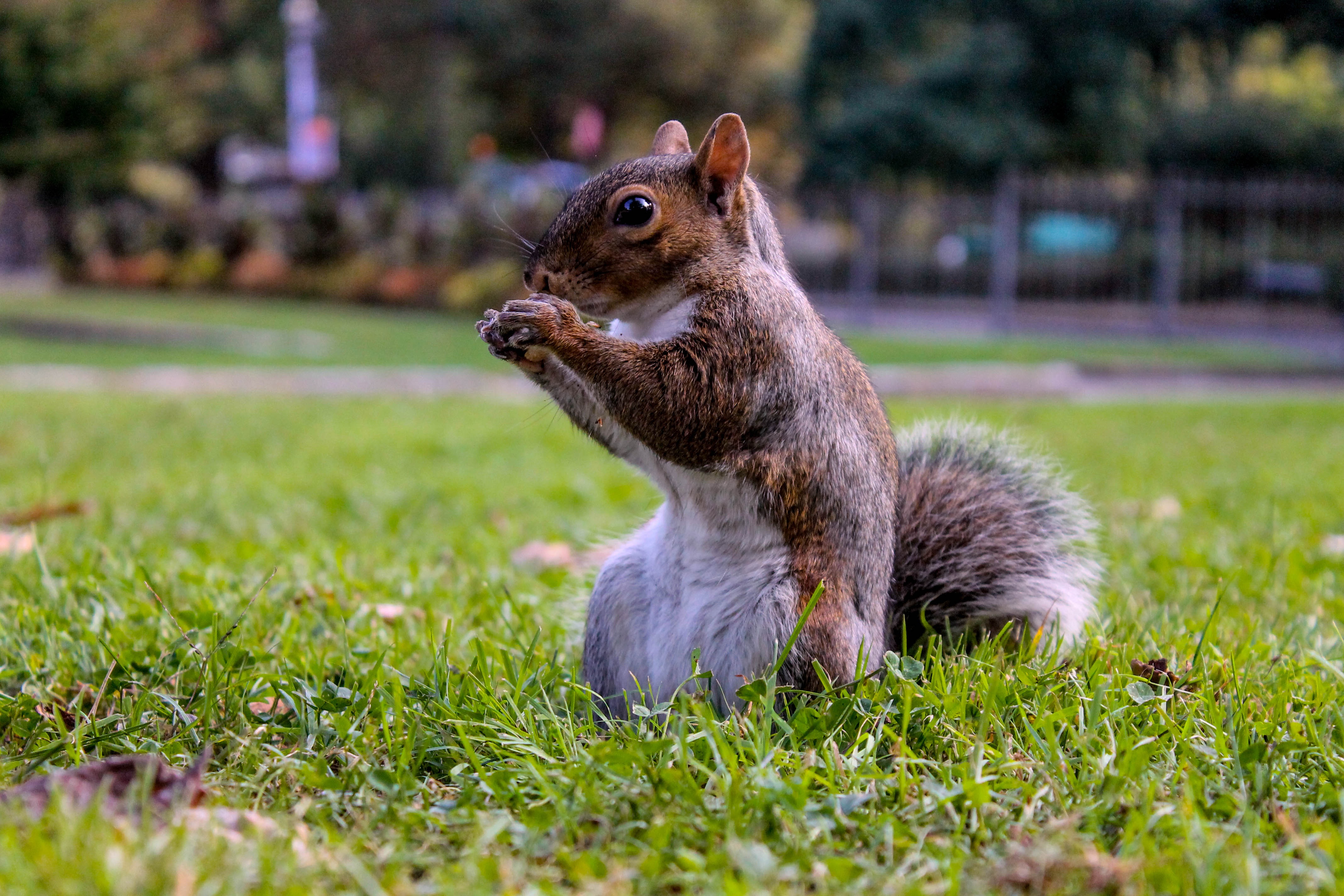 Download mobile wallpaper Grass, Sit, Animals, Food, Squirrel for free.