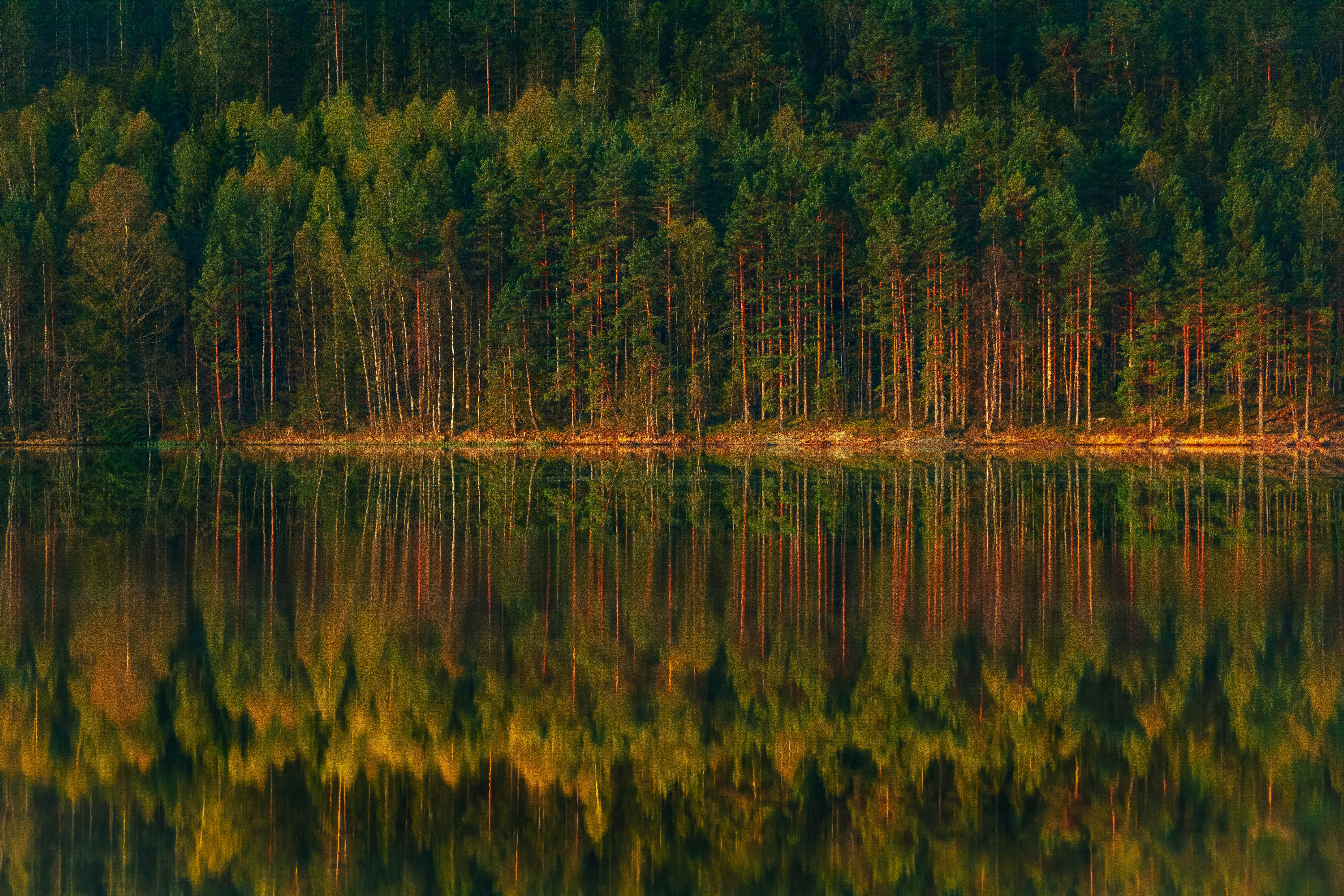 Download mobile wallpaper Shore, Bank, Reflection, Trees, Lake, Forest, Landscape, Nature for free.