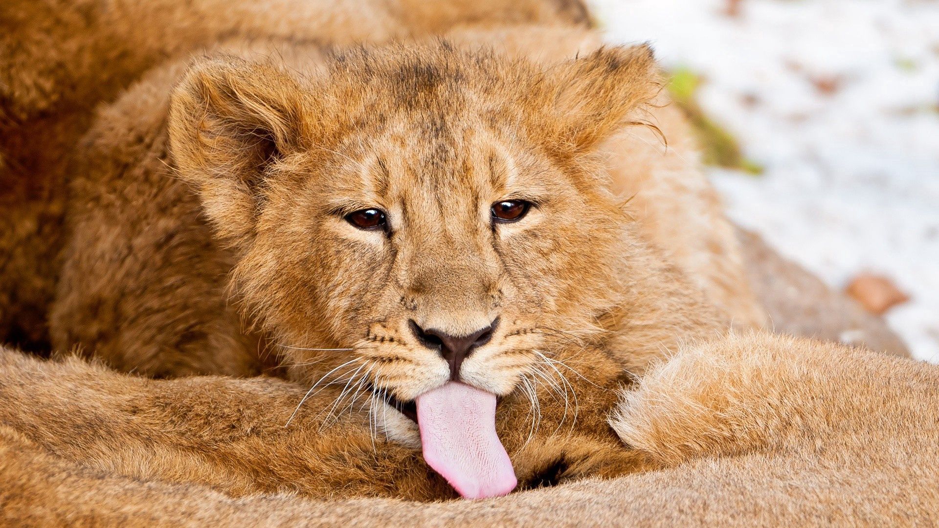 animals, lion, care, language, tongue, lick, lion cub