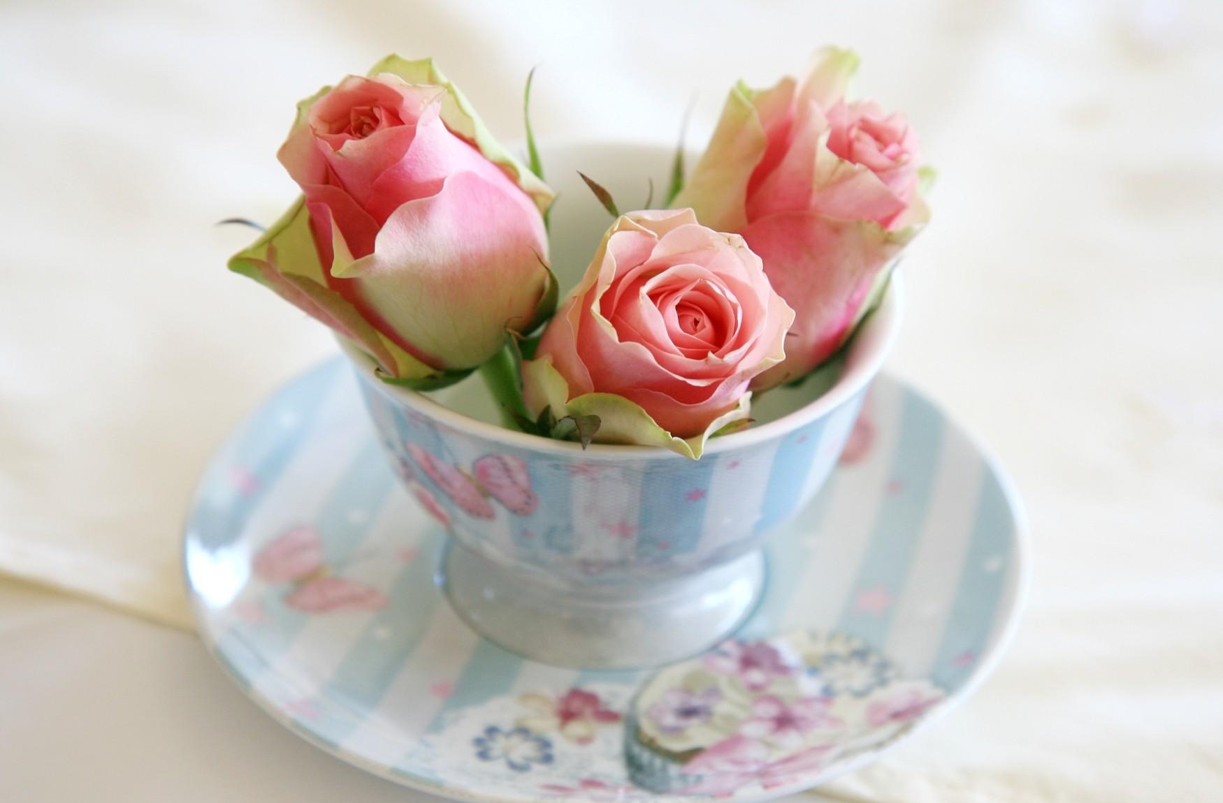 flowers, roses, cup, buds, saucer