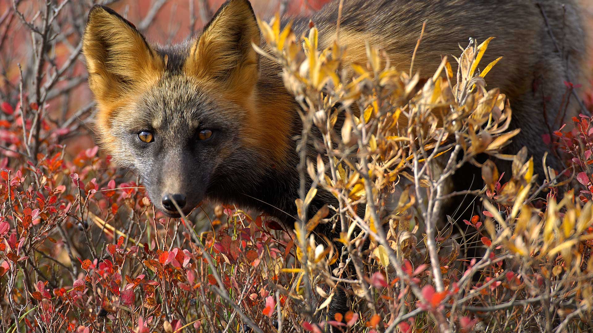 Laden Sie das Tiere, Fuchs, Starren-Bild kostenlos auf Ihren PC-Desktop herunter