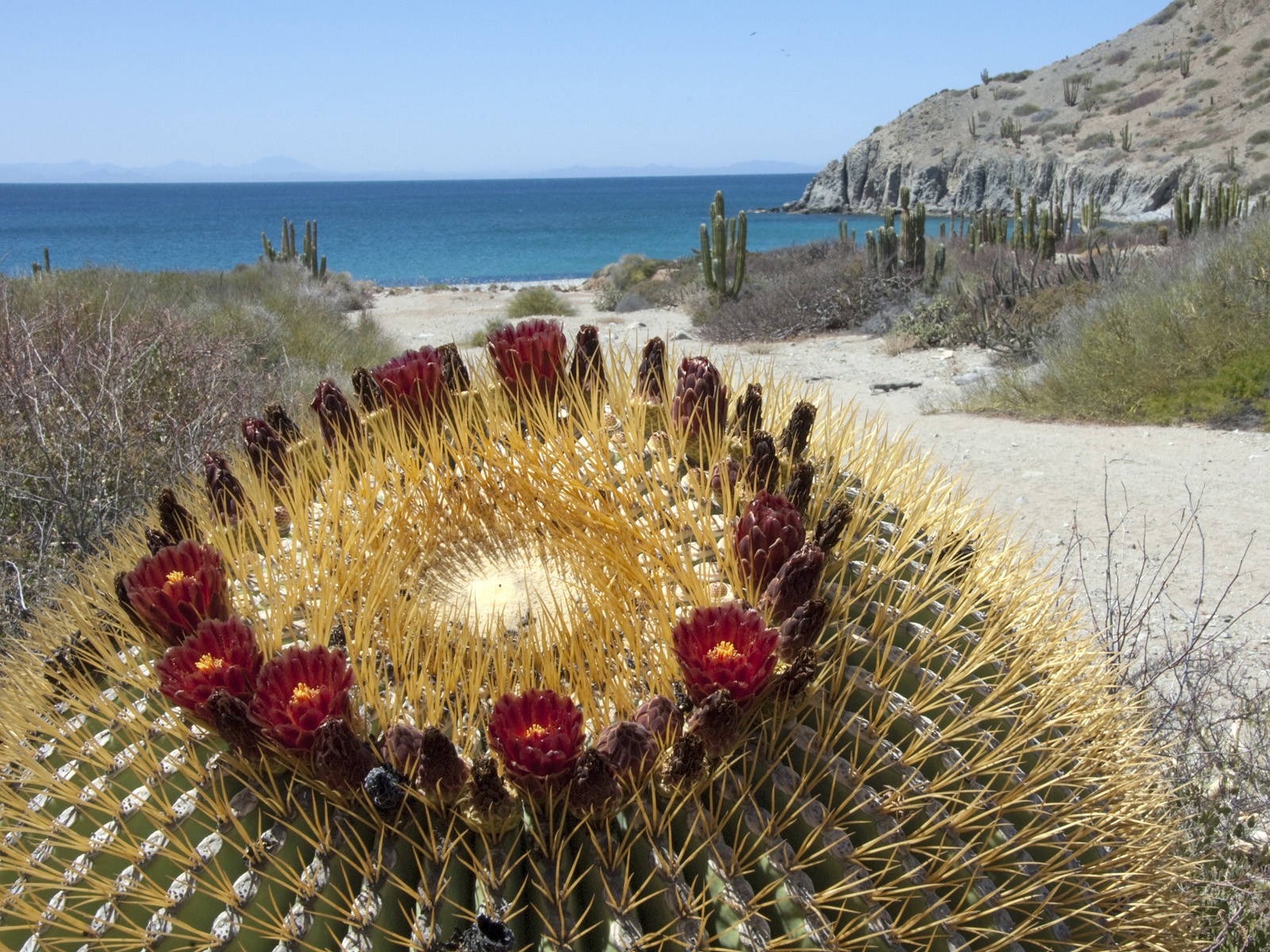 Téléchargez des papiers peints mobile Cactus, Terre/nature gratuitement.