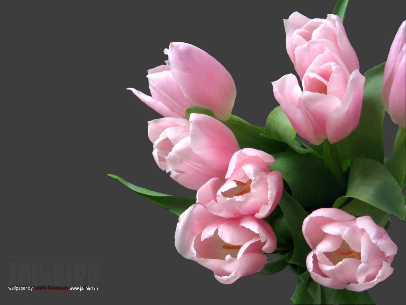 23347 descargar fondo de pantalla plantas, flores, tulipanes, bouquets, gris: protectores de pantalla e imágenes gratis