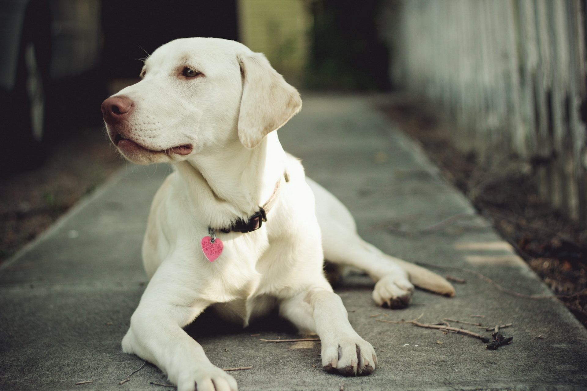 Handy-Wallpaper Hund, Schnauze, Sicht, Kragen, Halsband, Tiere, Meinung kostenlos herunterladen.