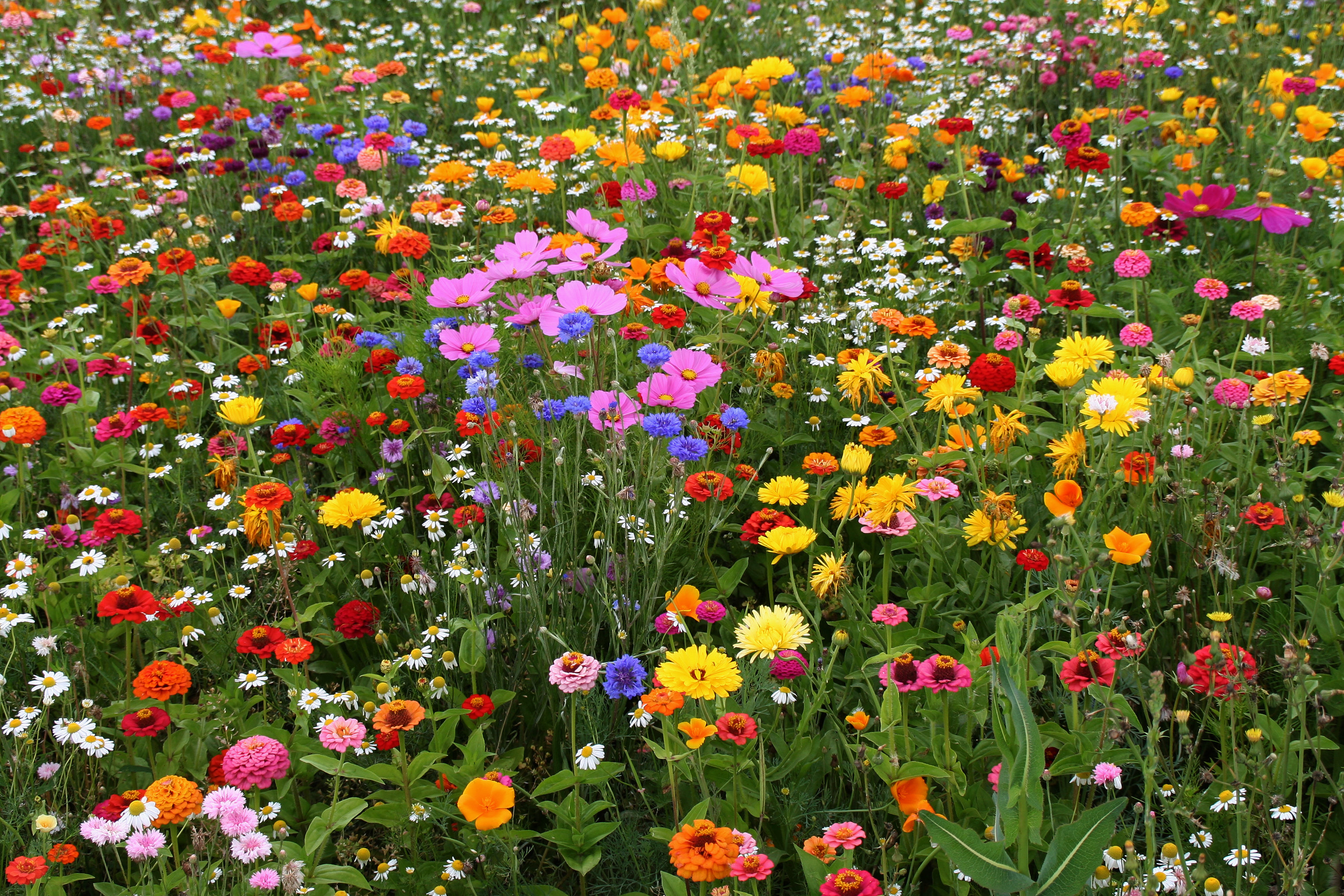 Free download wallpaper Flower, Earth, Colors, Colorful, Spring on your PC desktop