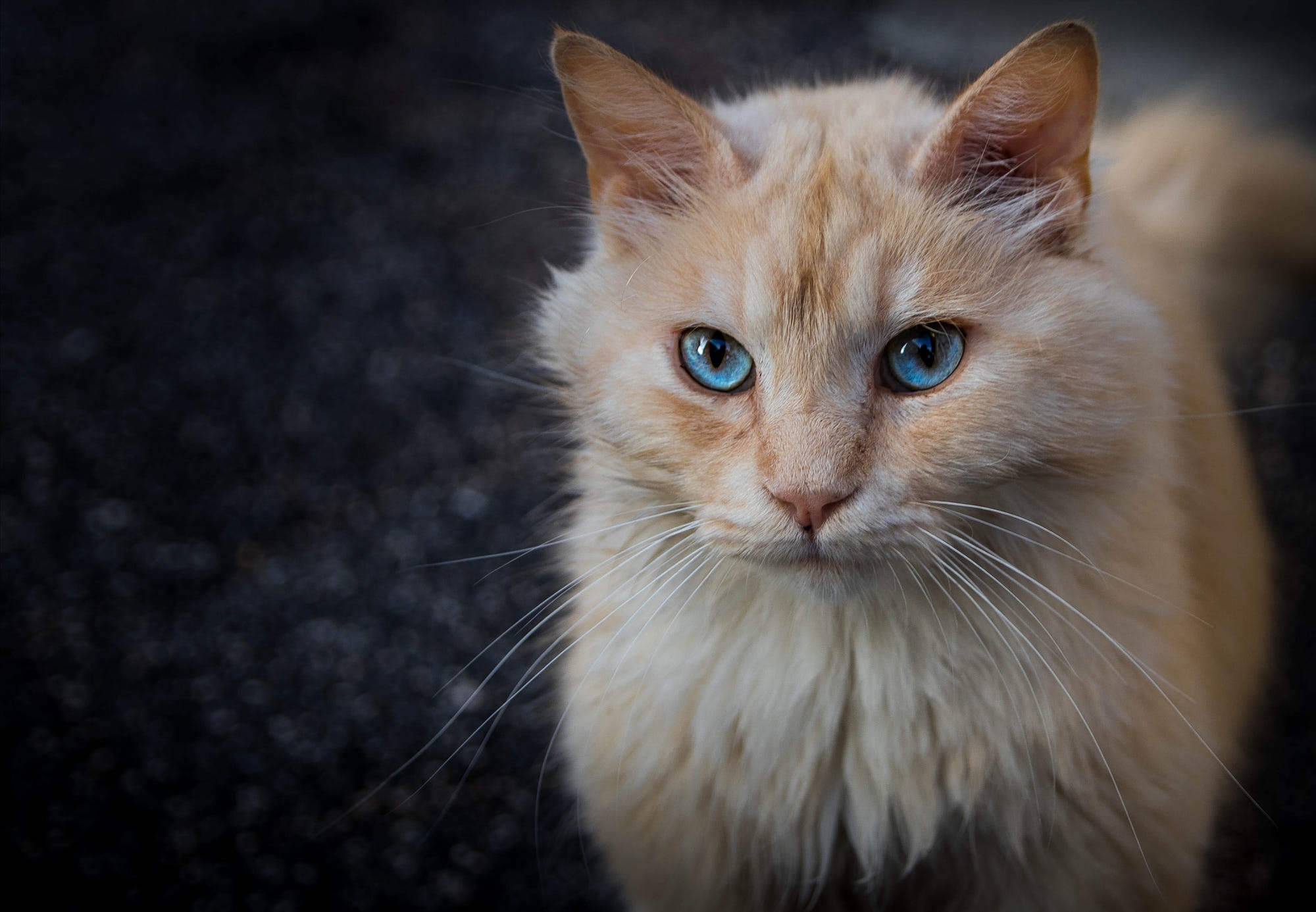 Laden Sie das Tiere, Katzen, Katze, Blaue Augen-Bild kostenlos auf Ihren PC-Desktop herunter