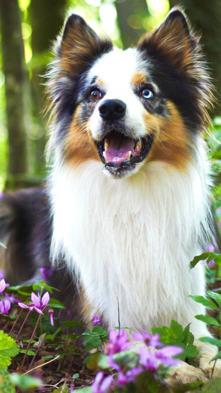 Handy-Wallpaper Tiere, Hunde, Blume, Hund, Bokeh, Border Collie kostenlos herunterladen.