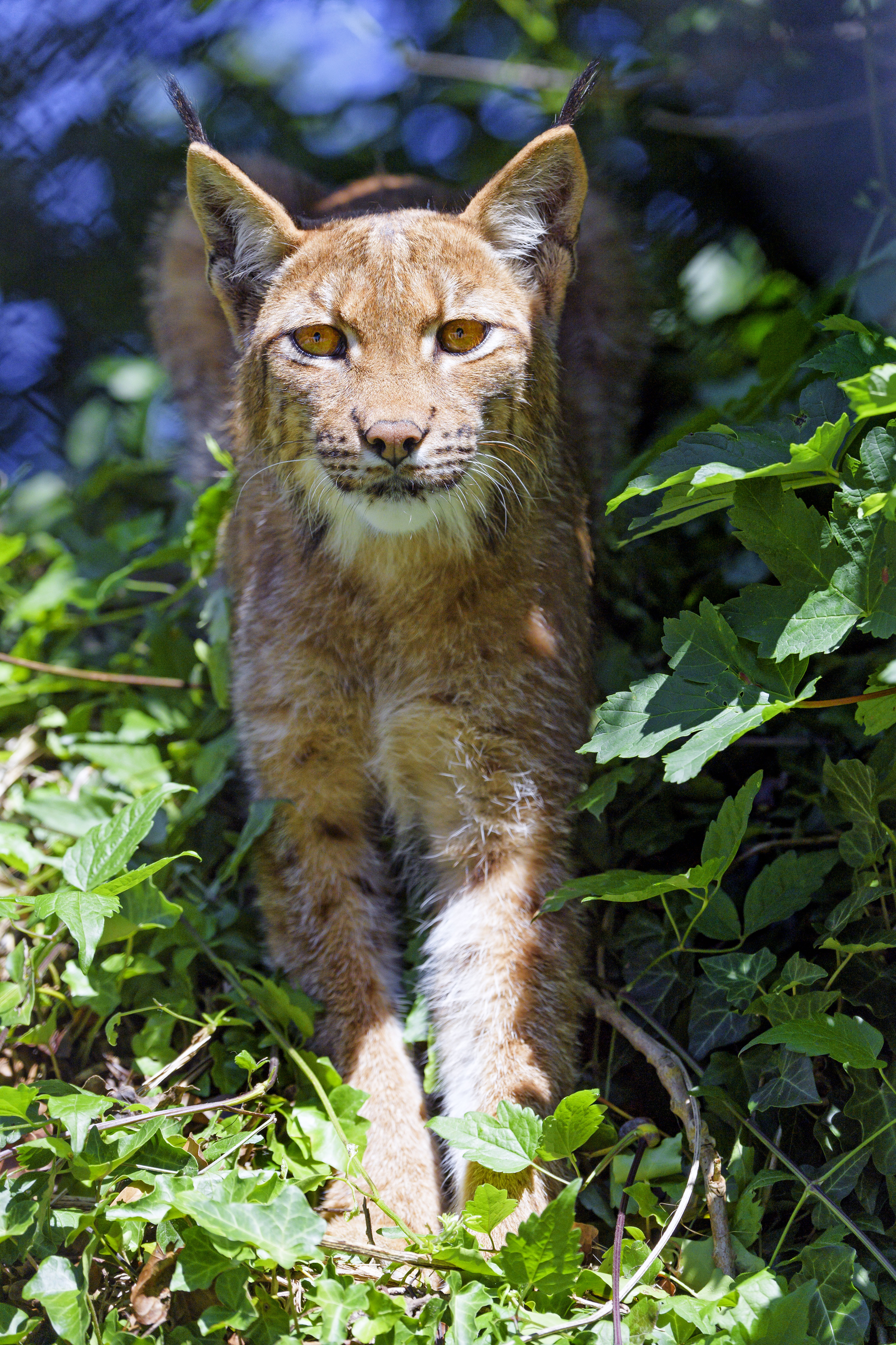 Download mobile wallpaper Iris, Sight, Opinion, Animals, Grass, Animal, Big Cat for free.