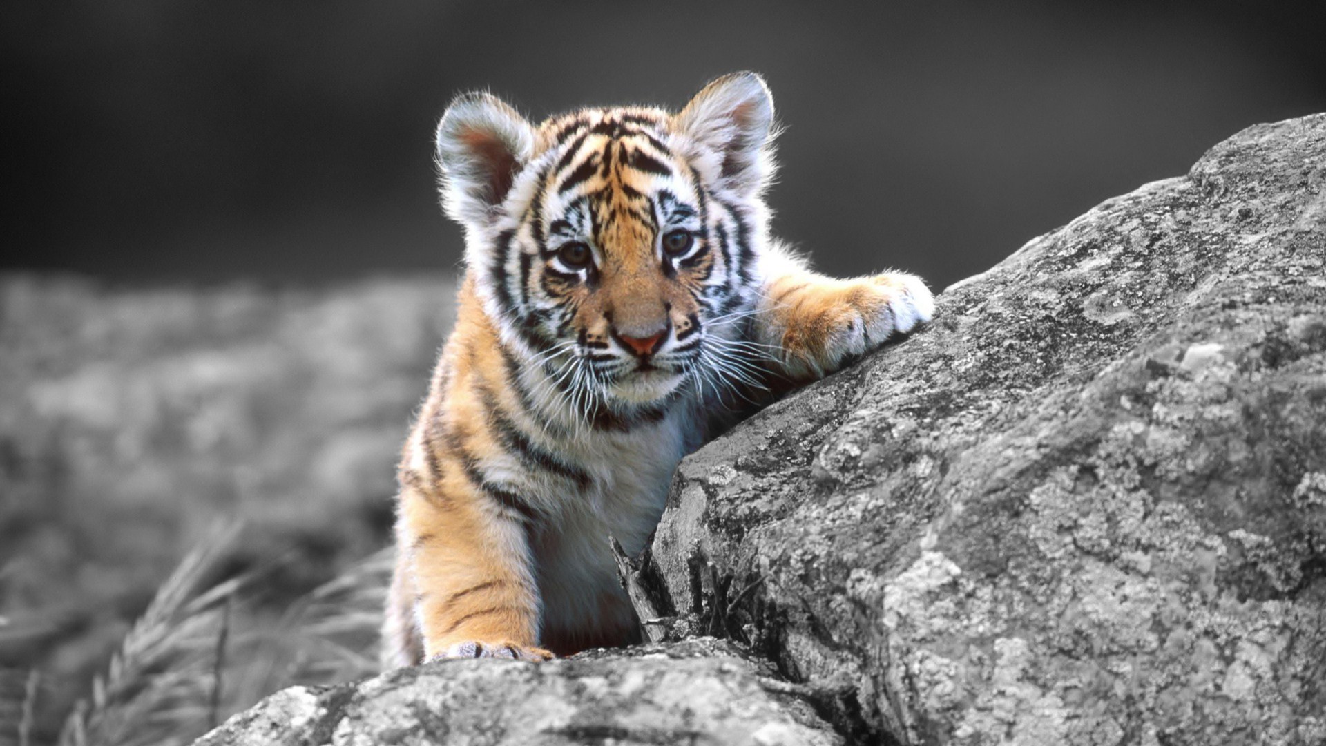 Free download wallpaper Tiger, Animal on your PC desktop