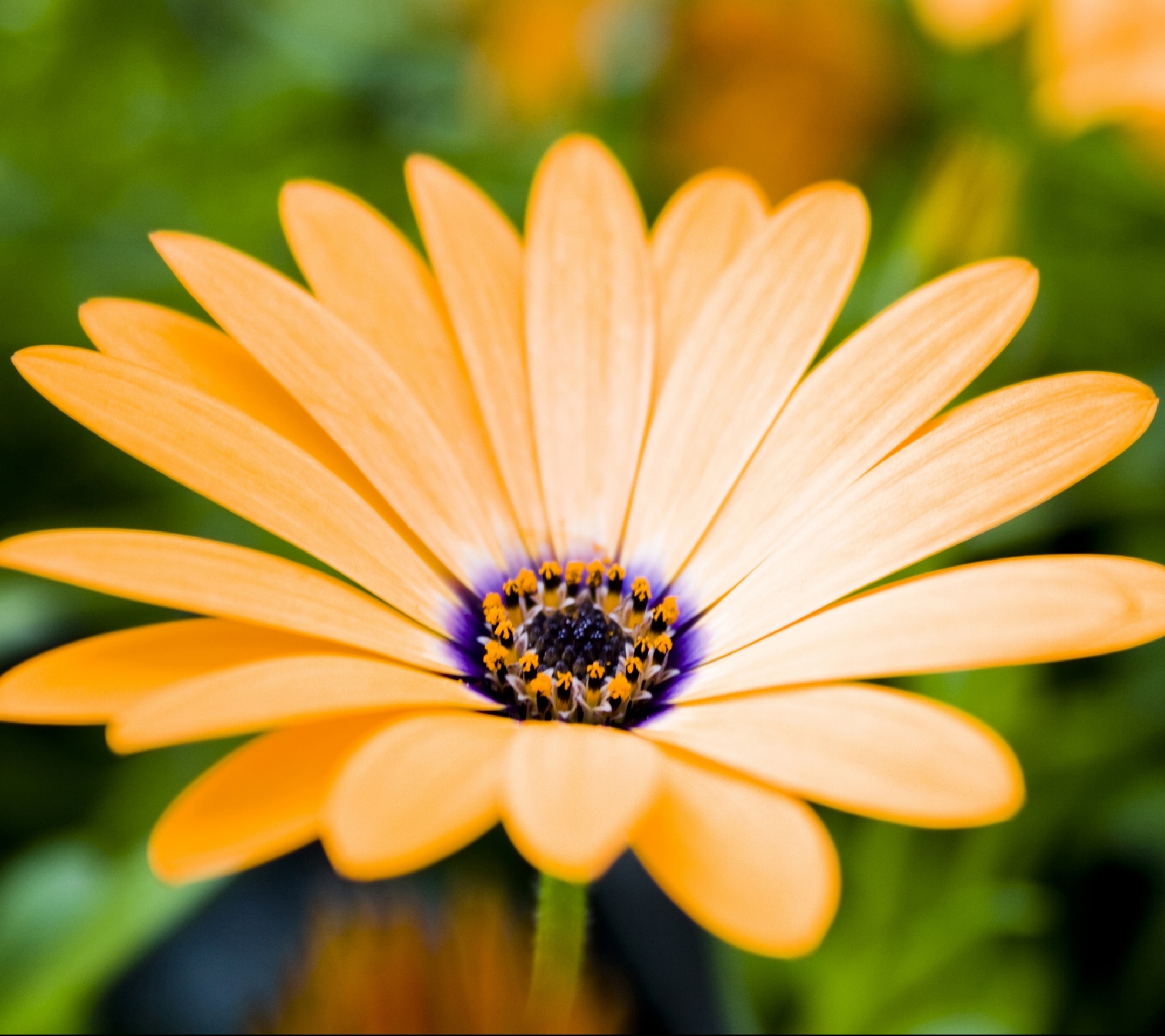 Descarga gratis la imagen Naturaleza, Flores, Flor, De Cerca, Margarita, Flor Amarilla, Tierra/naturaleza en el escritorio de tu PC