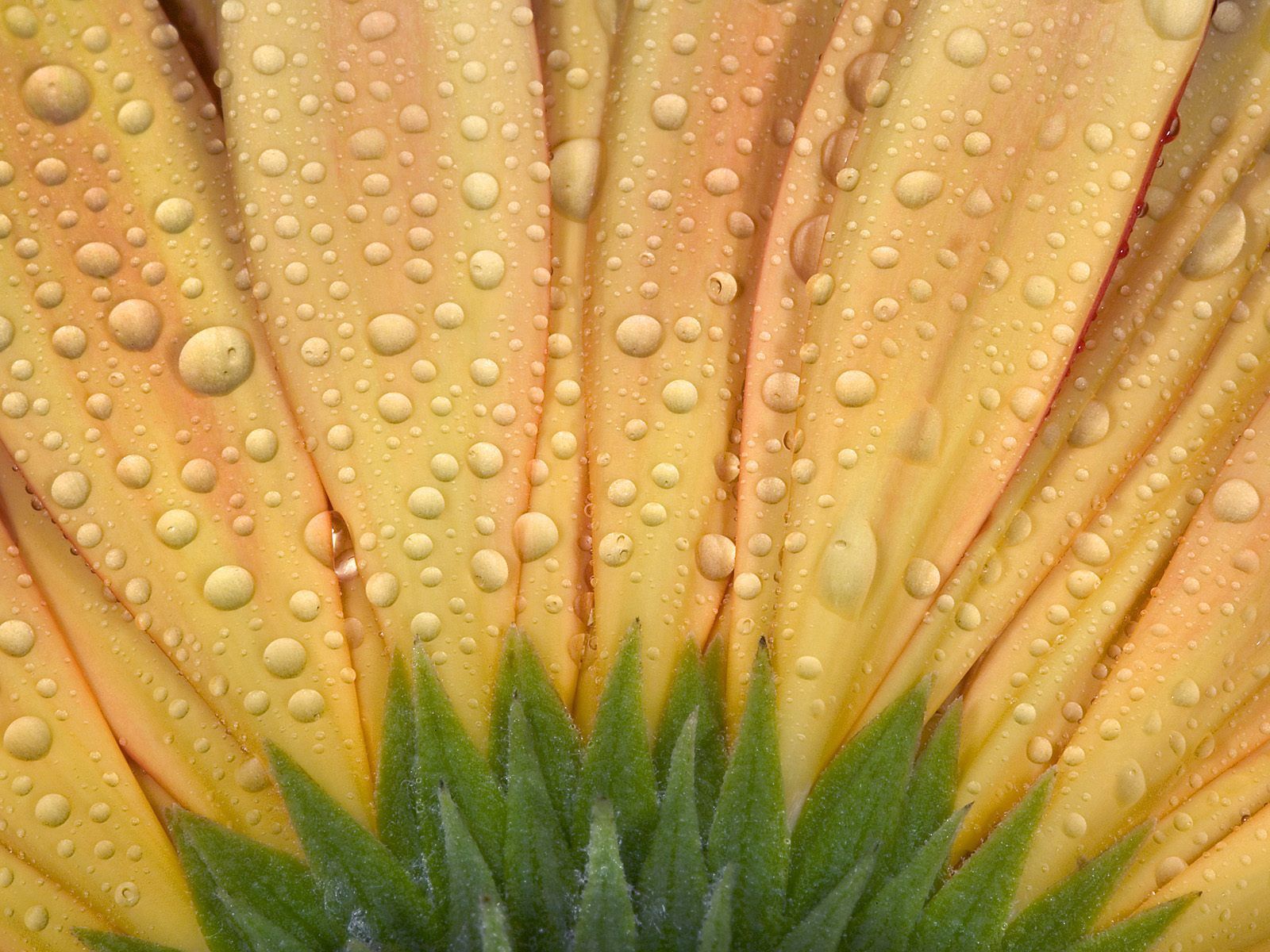 Laden Sie das Blume, Drops, Makro, Blütenblätter-Bild kostenlos auf Ihren PC-Desktop herunter