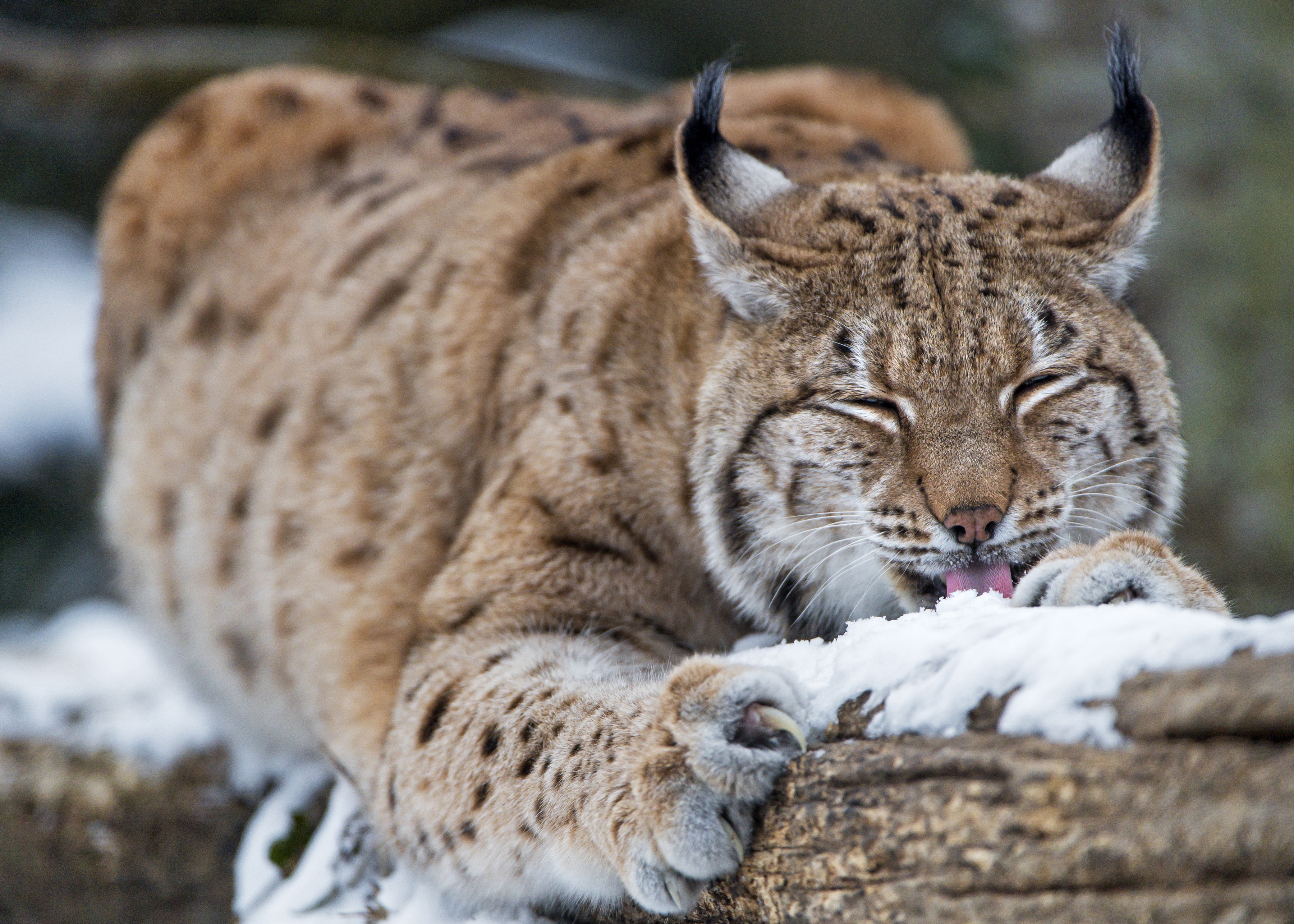 Handy-Wallpaper Tiere, Katzen, Luchs kostenlos herunterladen.