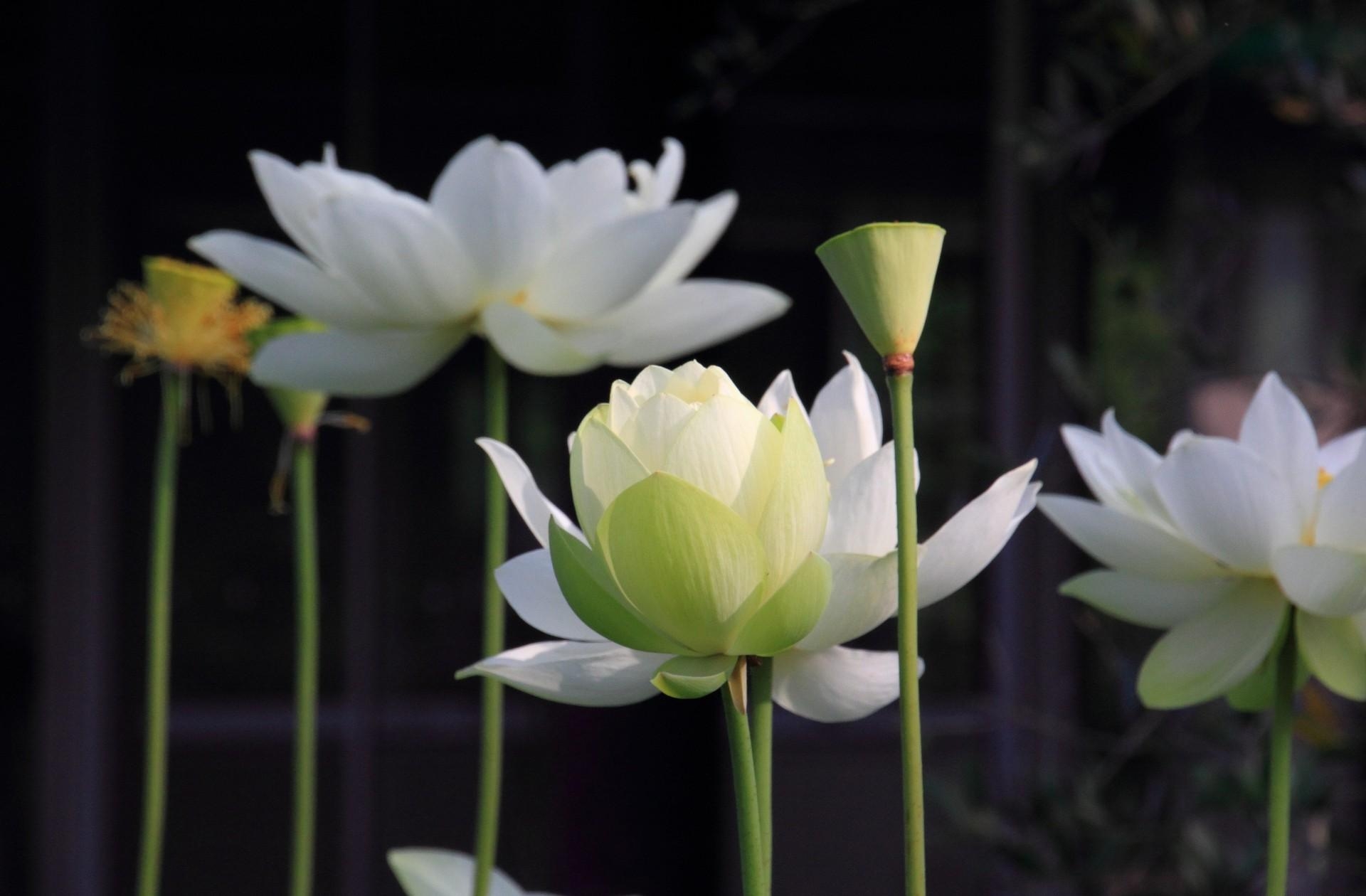 lotus, flowers, petals, blur, smooth, stems HD wallpaper