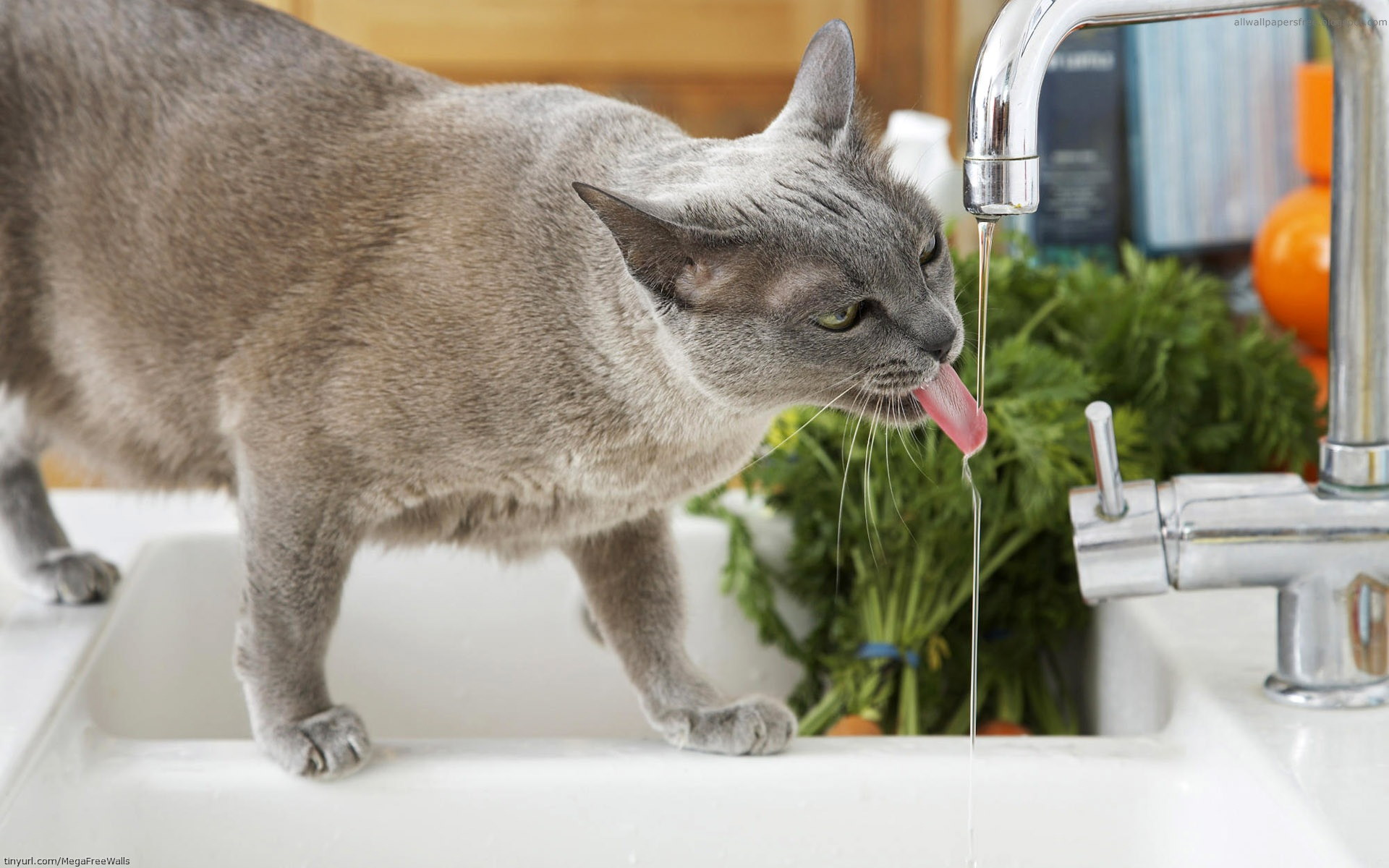 Download mobile wallpaper Cat, Animal, Drinking for free.