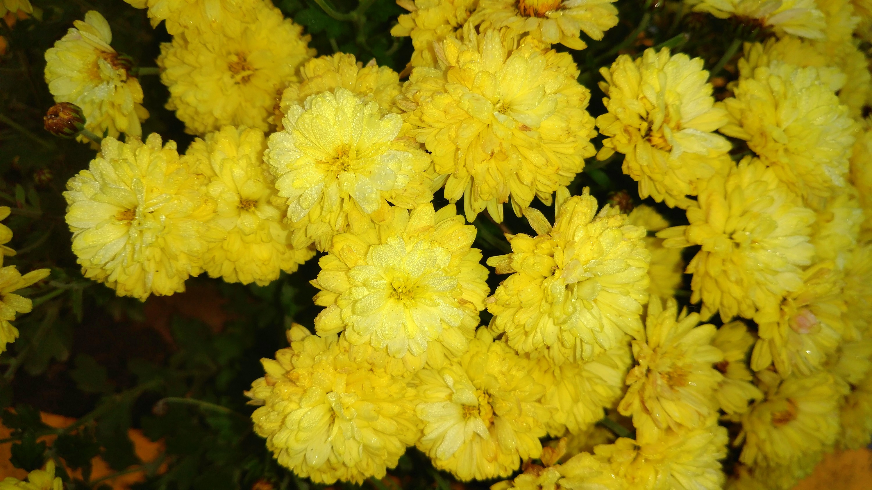 PCデスクトップにフラワーズ, 菊, 花, 地球, 黄色い花画像を無料でダウンロード