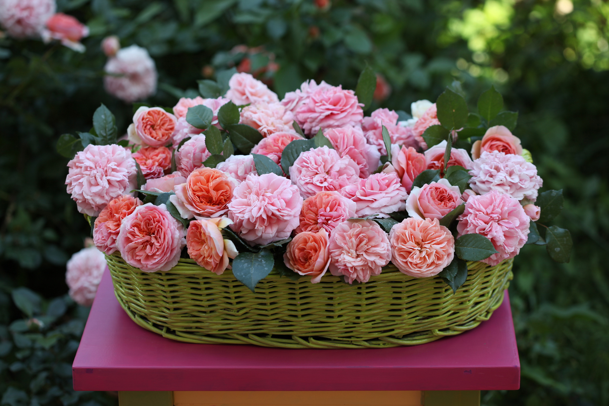 Handy-Wallpaper Blume, Rose, Knospe, Korb, Menschengemacht kostenlos herunterladen.