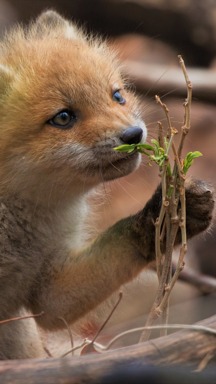 Download mobile wallpaper Fox, Animal, Cute, Baby Animal, Cub for free.