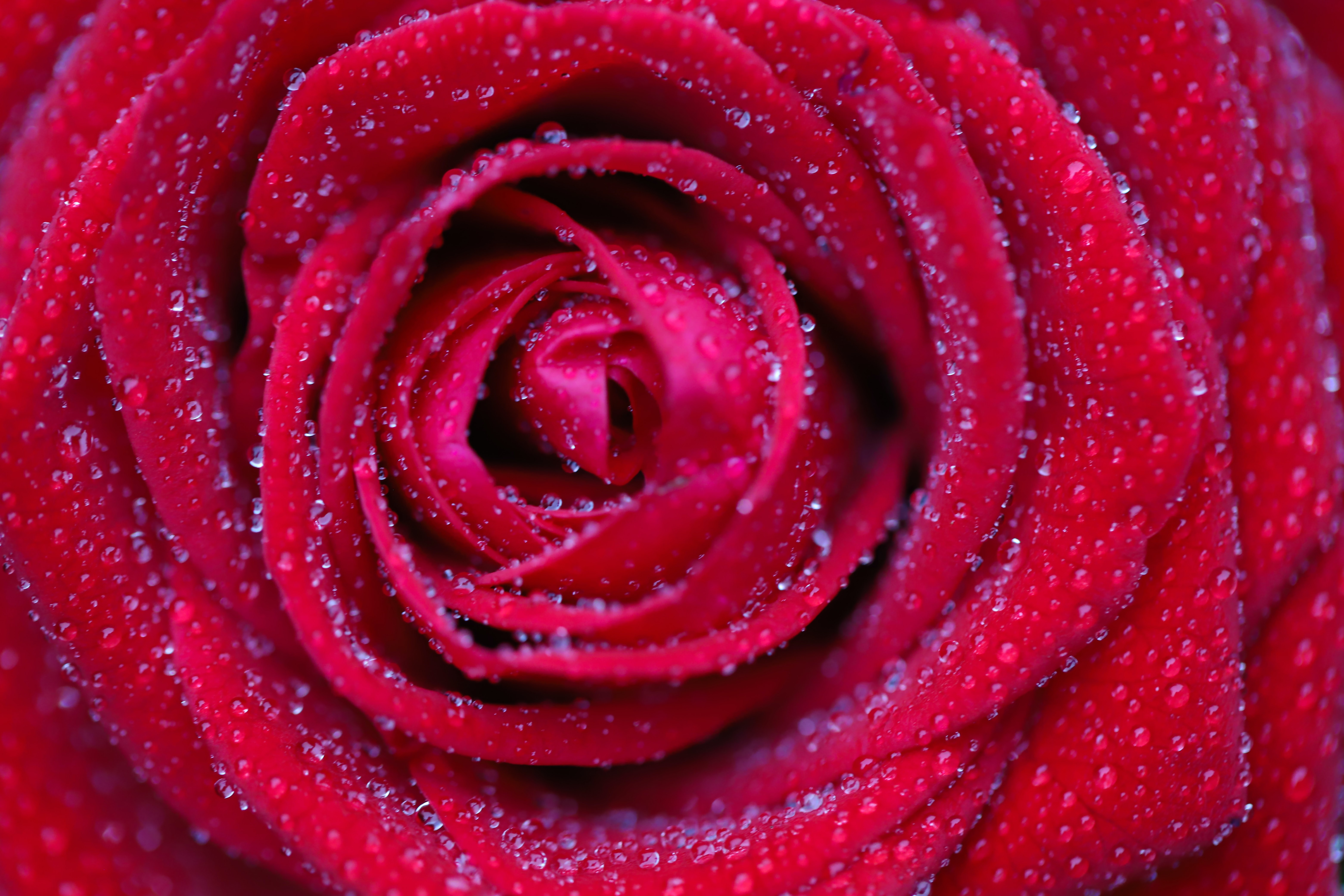 無料モバイル壁紙滴, 大きい, マクロ, 花びら, 花, 薔薇, バラの花, 赤いをダウンロードします。