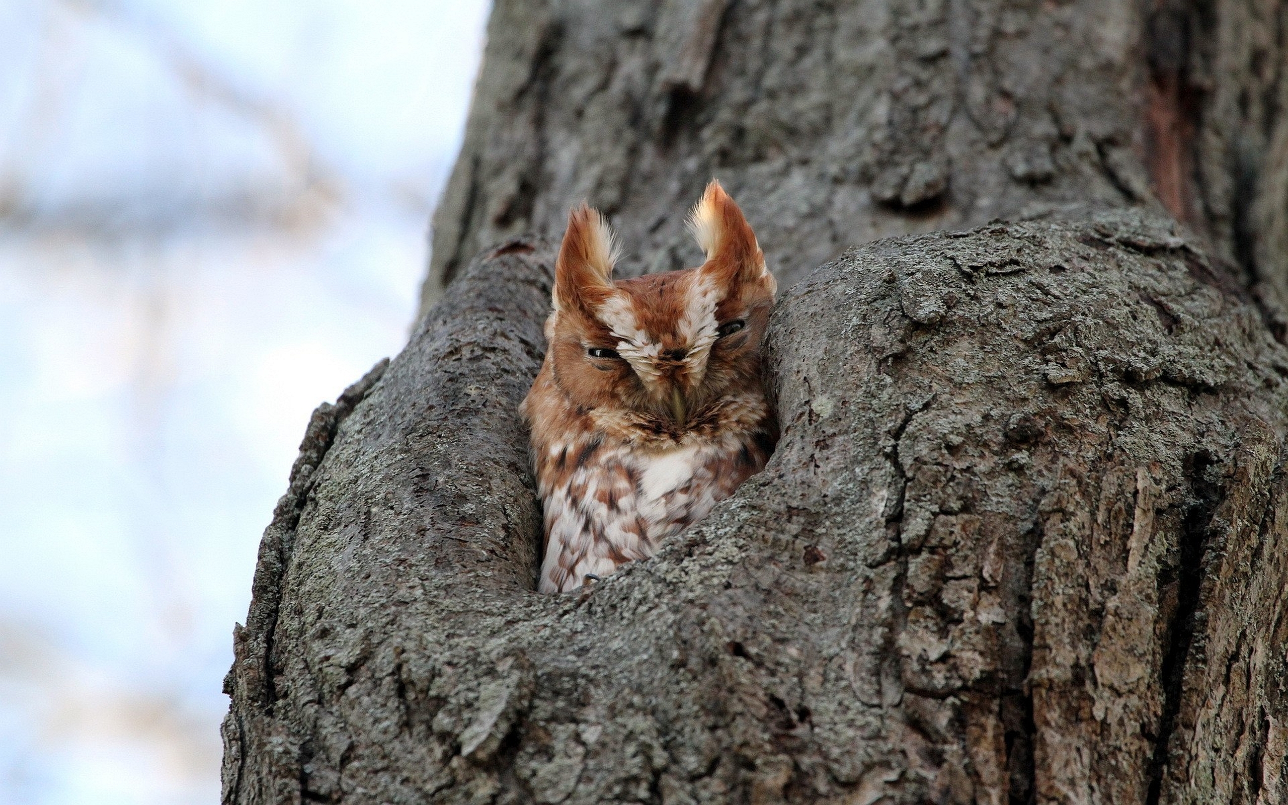 Baixe gratuitamente a imagem Animais, Aves, Coruja na área de trabalho do seu PC