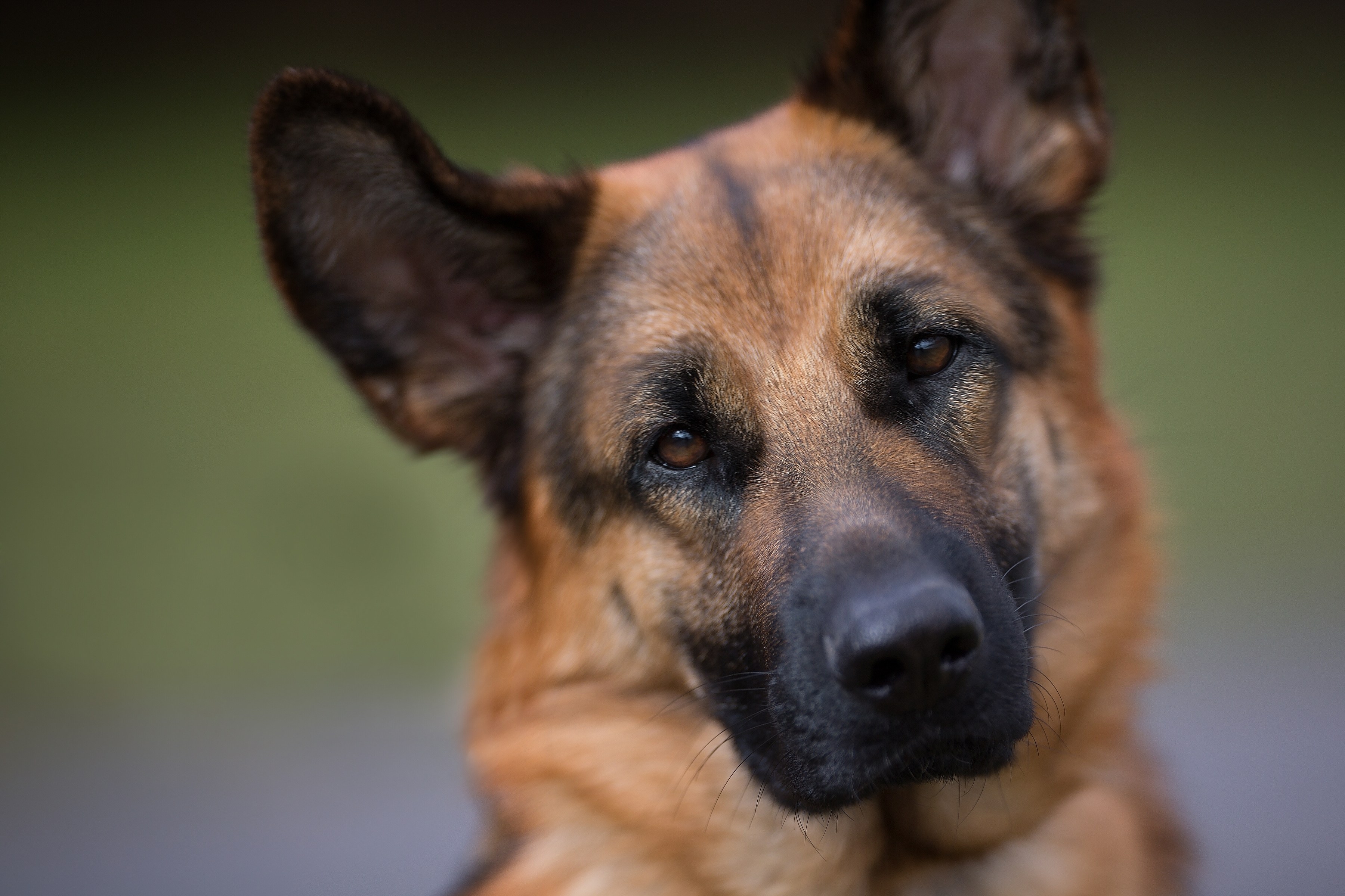 Download mobile wallpaper Dogs, Dog, Muzzle, Animal, Face, German Shepherd for free.