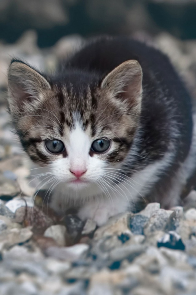 Скачати мобільні шпалери Кішка, Кошеня, Тварина, Коти безкоштовно.