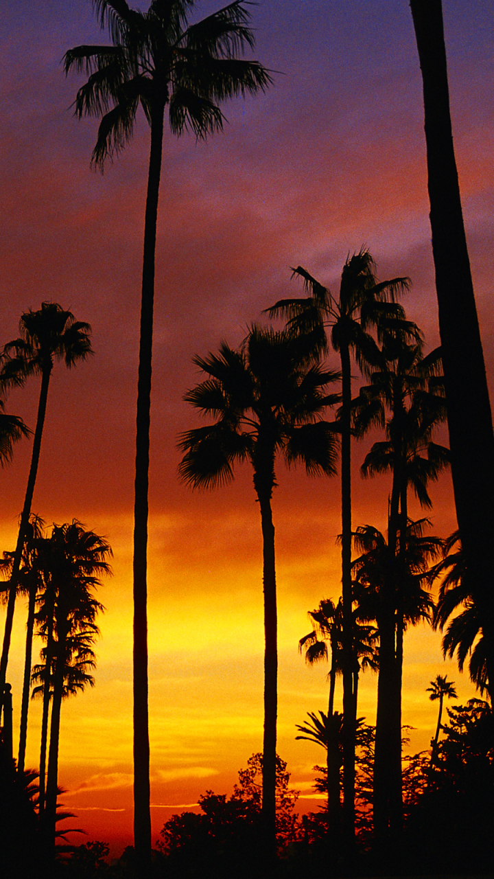 Téléchargez des papiers peints mobile Coucher De Soleil, Silhouette, Terre, Californie, Ciel, Terre/nature, Couleur Orange), Palmier gratuitement.