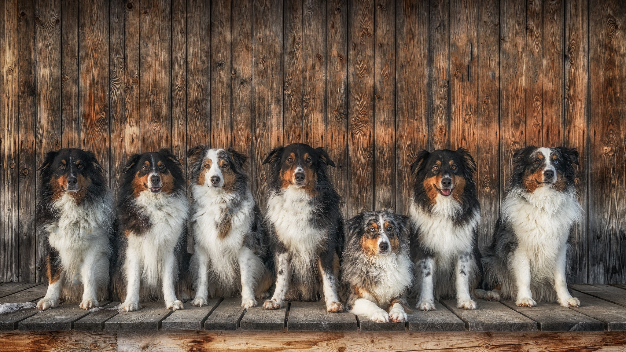 Скачать обои бесплатно Животные, Собаки, Собака, Австралийская Овчарка картинка на рабочий стол ПК