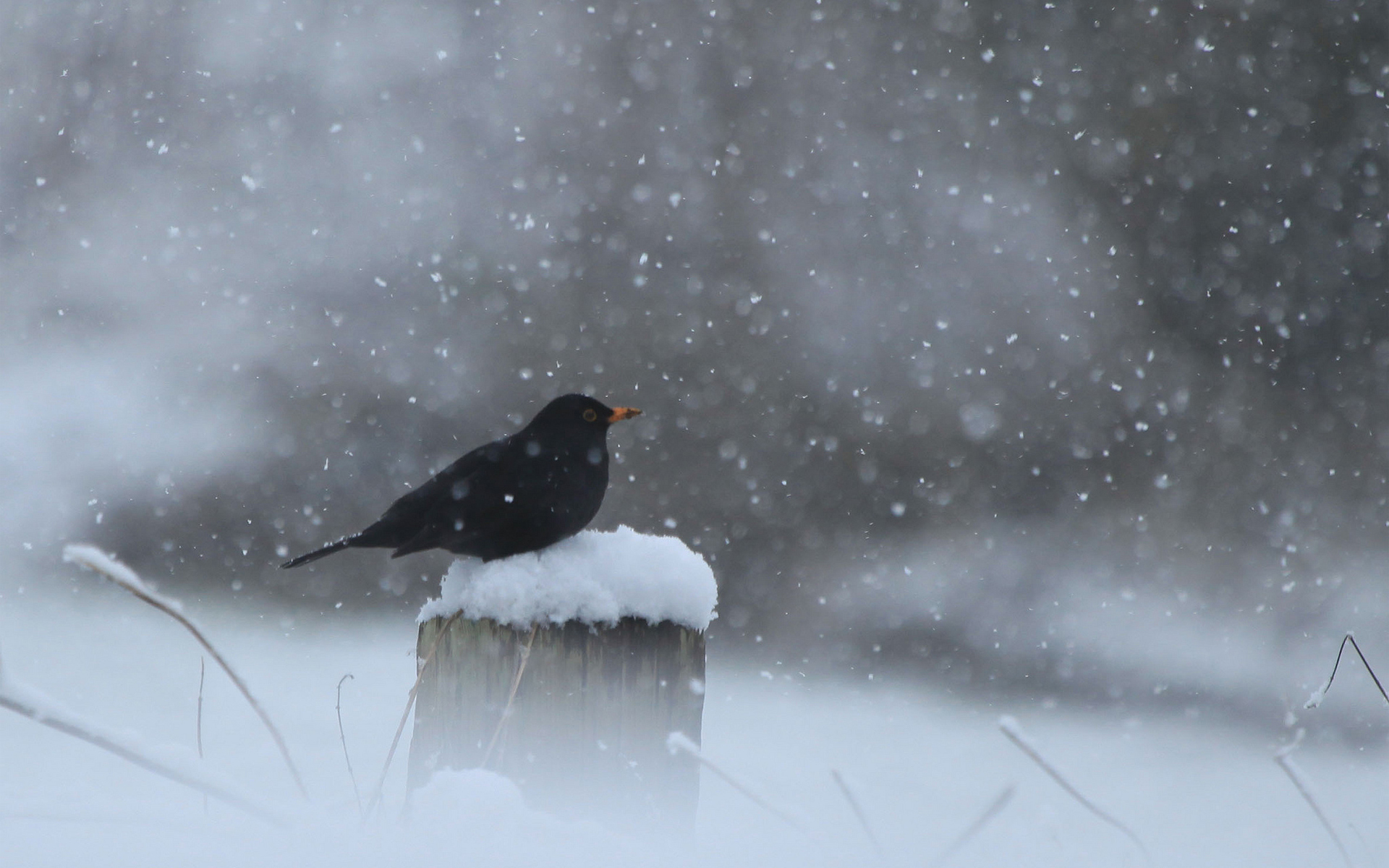 Download mobile wallpaper Winter, Birds, Snow, Bird, Animal, Bokeh, Snowfall for free.