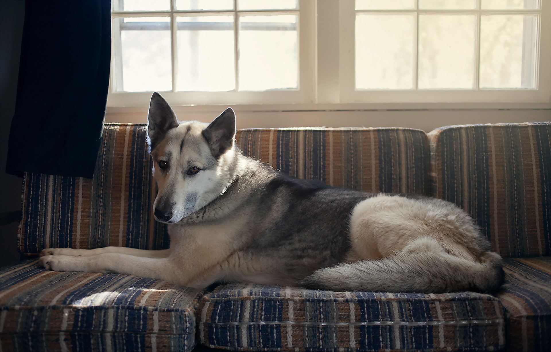Laden Sie das Schäferhund, Hunde, Tiere-Bild kostenlos auf Ihren PC-Desktop herunter