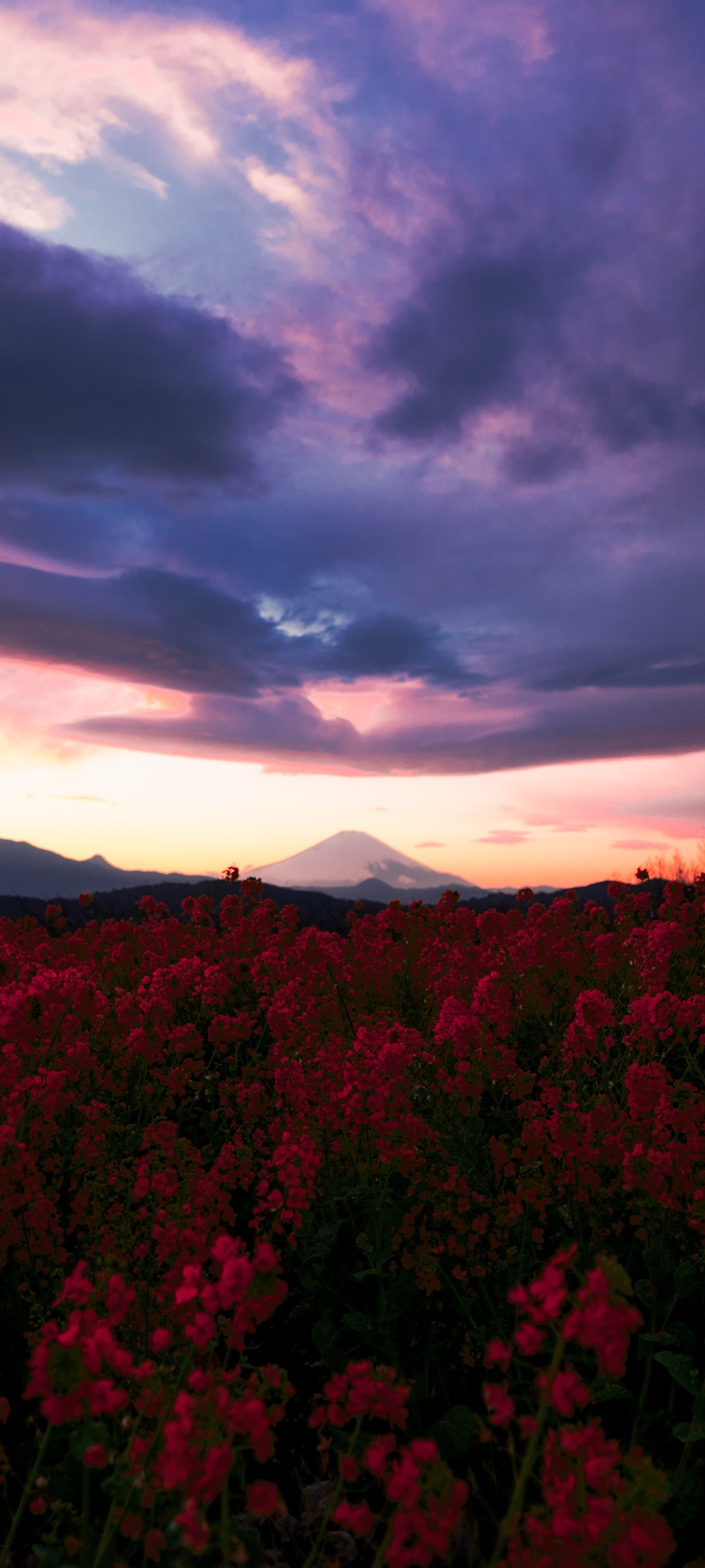 Free download wallpaper Nature, Flowers, Flower, Earth, Cloud, Red Flower on your PC desktop