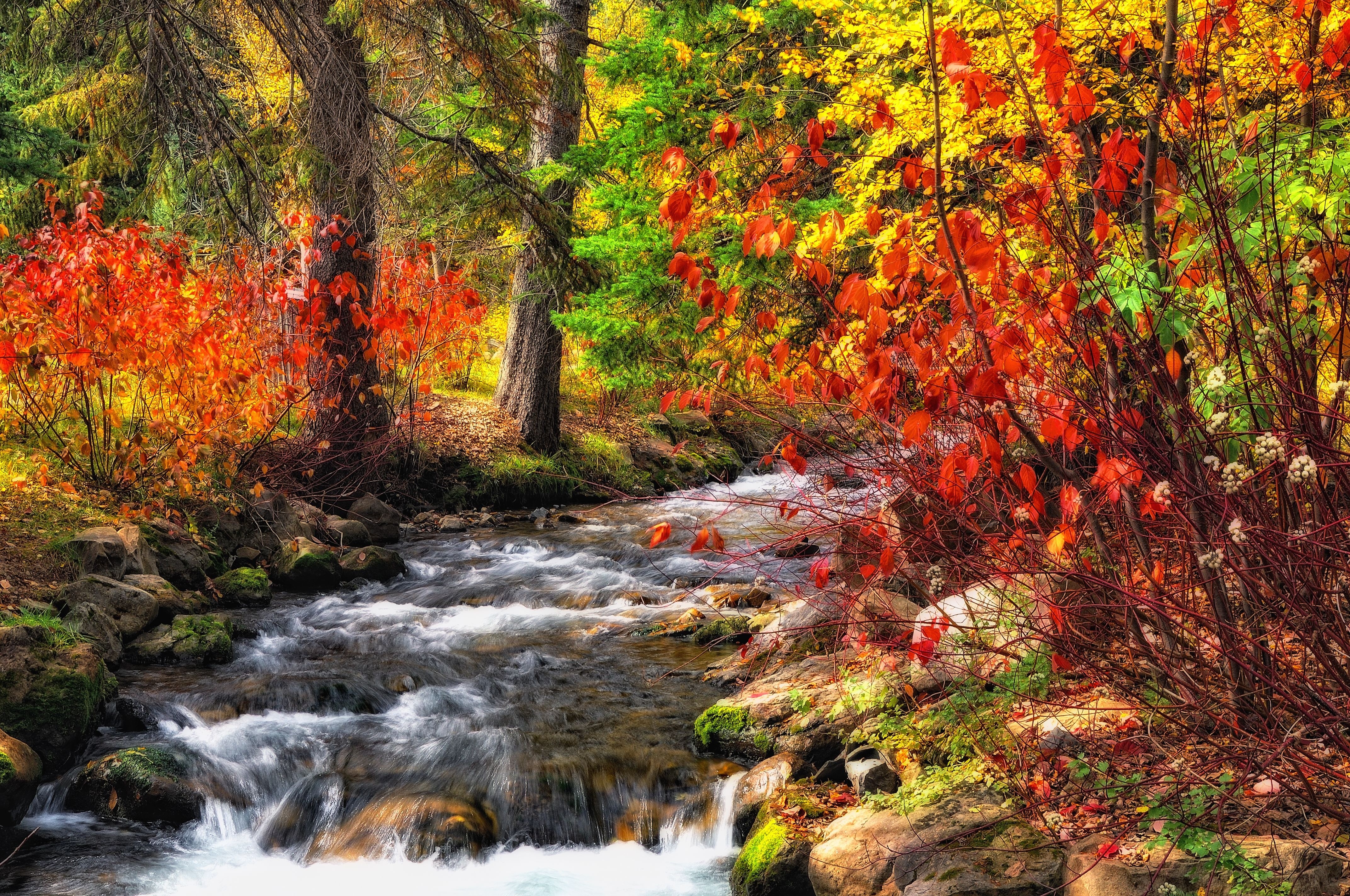 Скачать картинку Природа, Осень, Лес, Ручей, Земля/природа в телефон бесплатно.