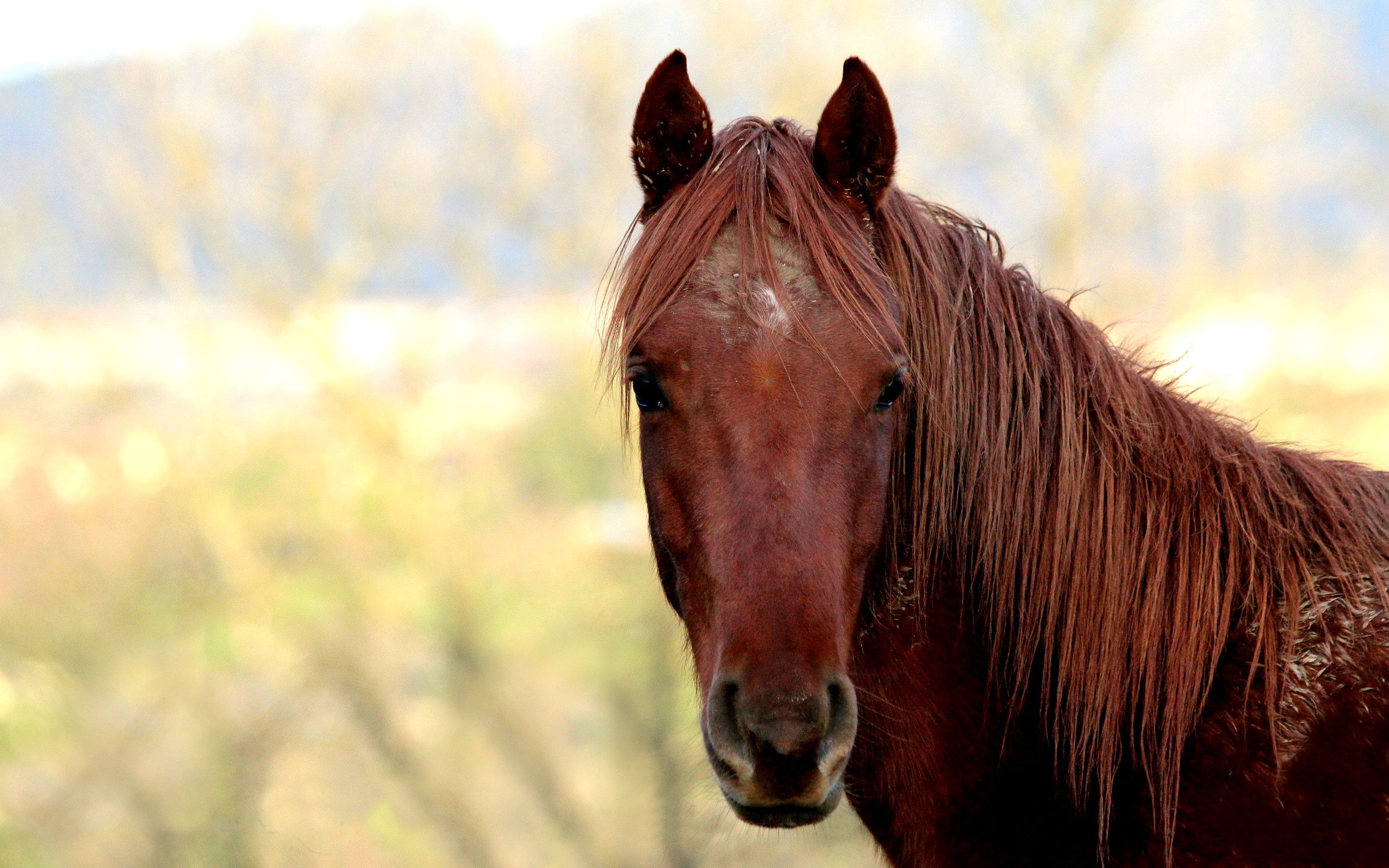 Free download wallpaper Animal, Horse on your PC desktop