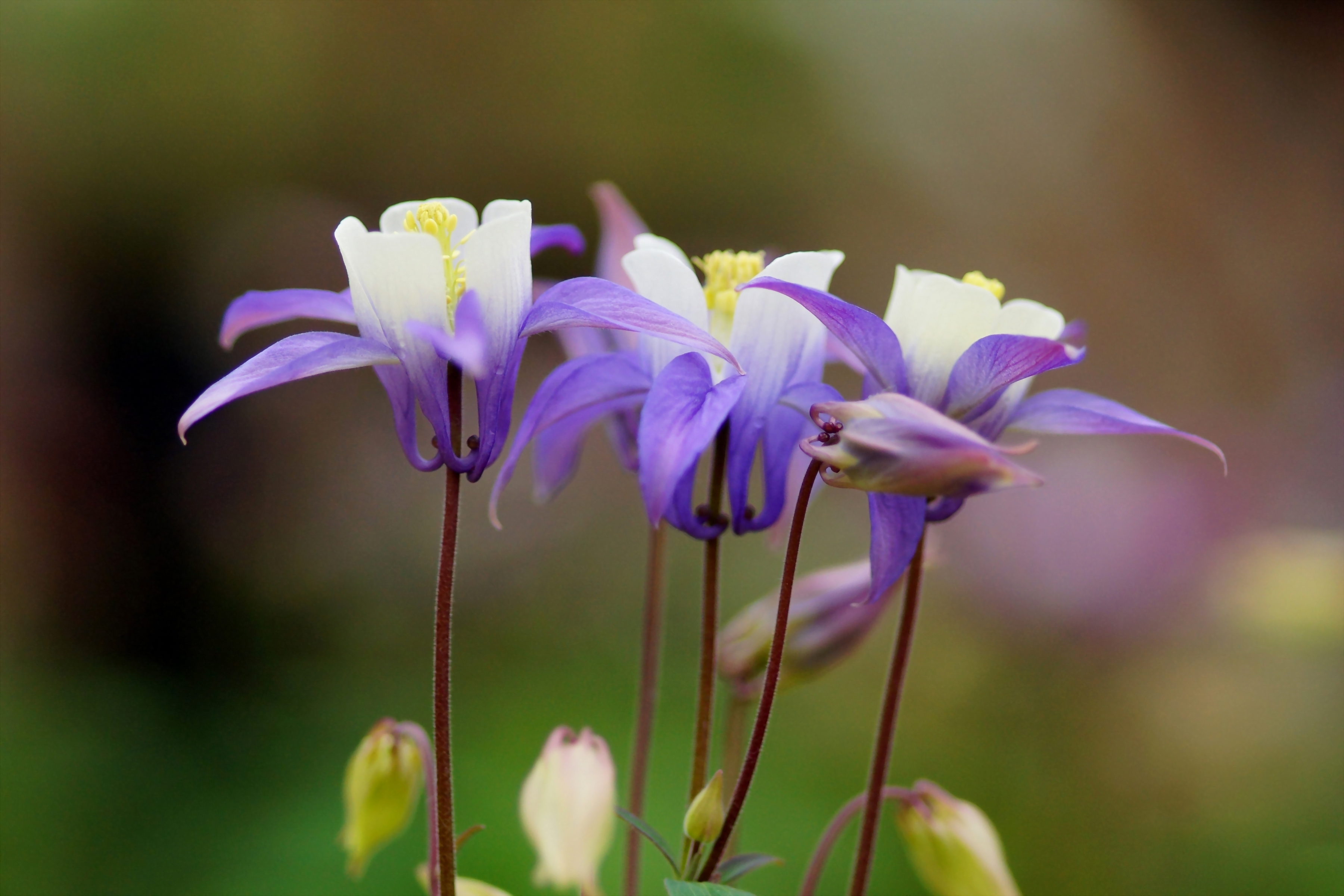 Descarga gratuita de fondo de pantalla para móvil de Flores, Flor, Tierra/naturaleza.