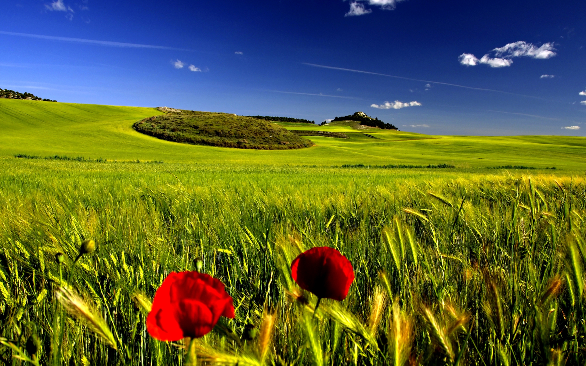 Free download wallpaper Landscape, Flowers, Flower, Earth, Poppy on your PC desktop