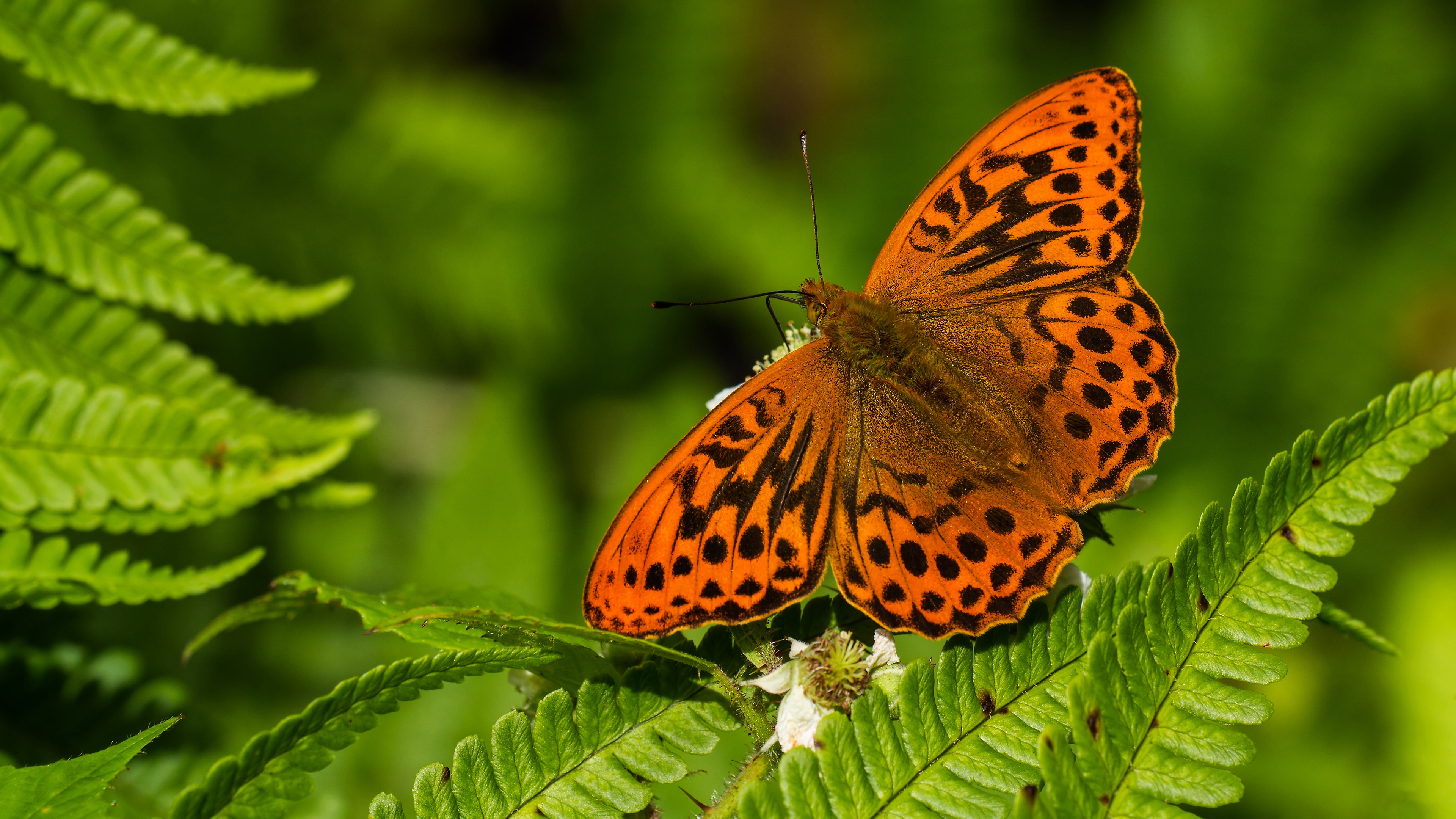 Free download wallpaper Butterfly, Animal on your PC desktop