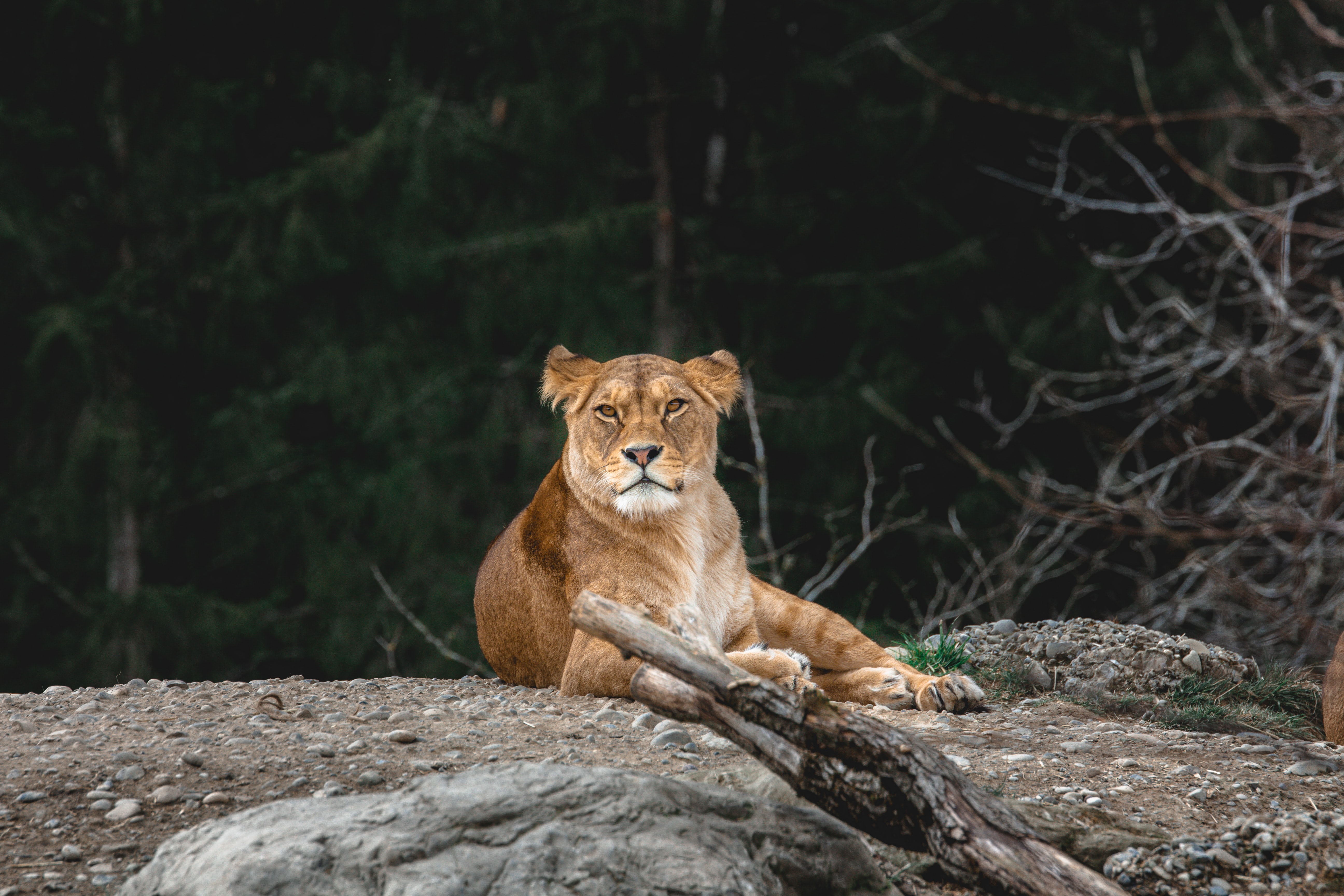 lioness, animals, predator, big cat, sight, opinion, animal Free Stock Photo