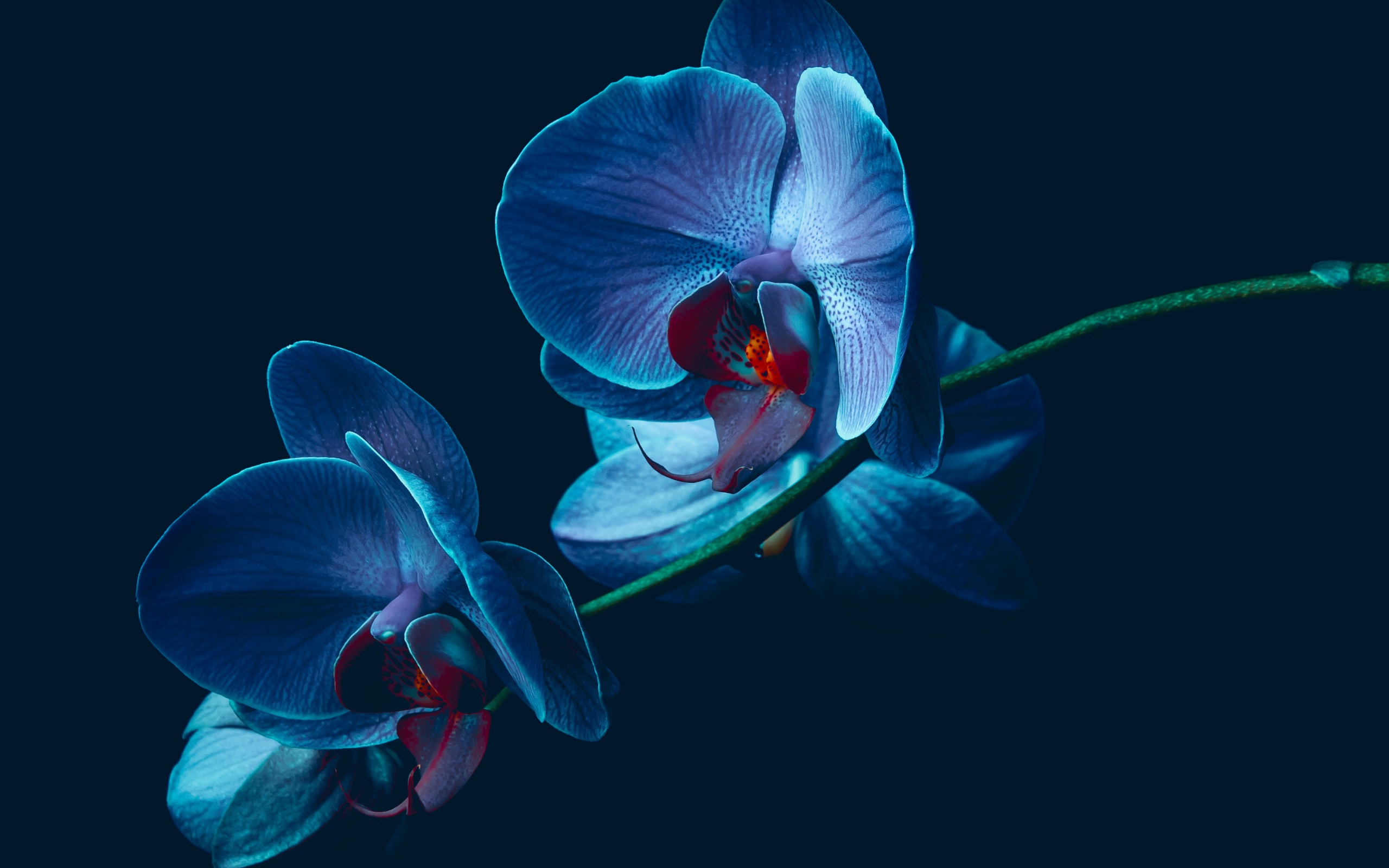 356057 завантажити шпалери орхідея, флауерзи, земля - заставки і картинки безкоштовно