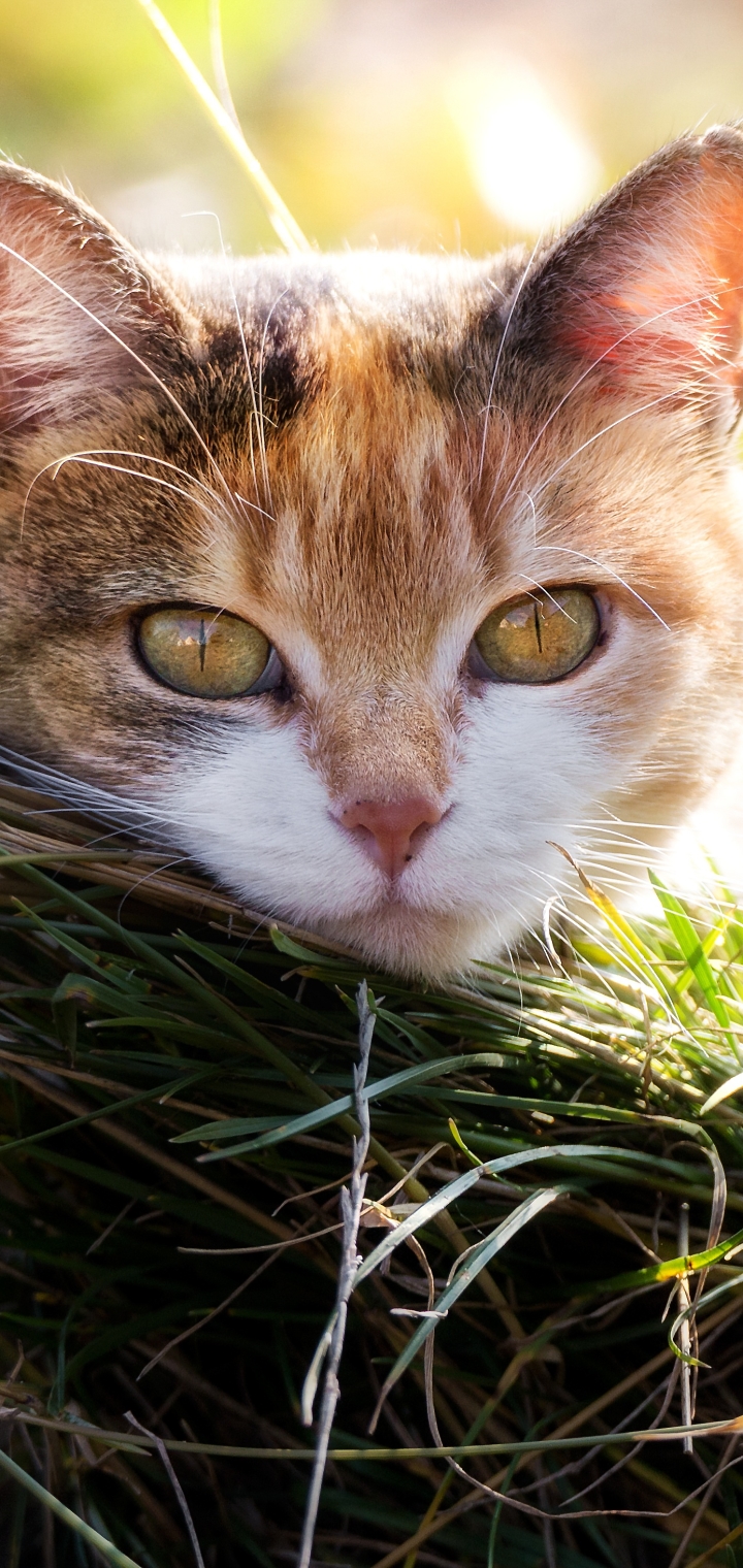 Baixar papel de parede para celular de Animais, Gatos, Gato, Olhar Fixamente gratuito.