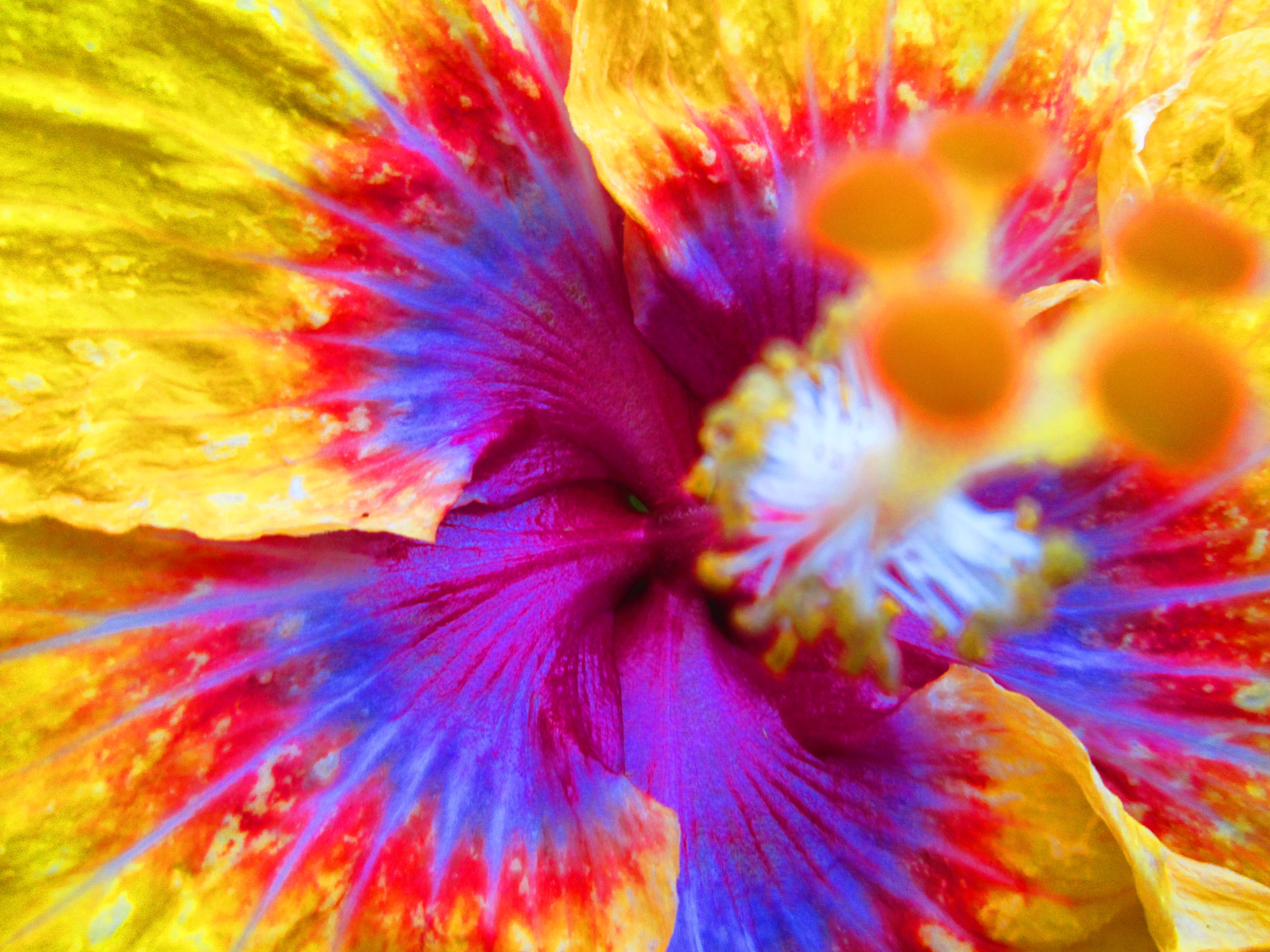 Descarga gratuita de fondo de pantalla para móvil de Flores, Colores, Flor, Tierra/naturaleza.