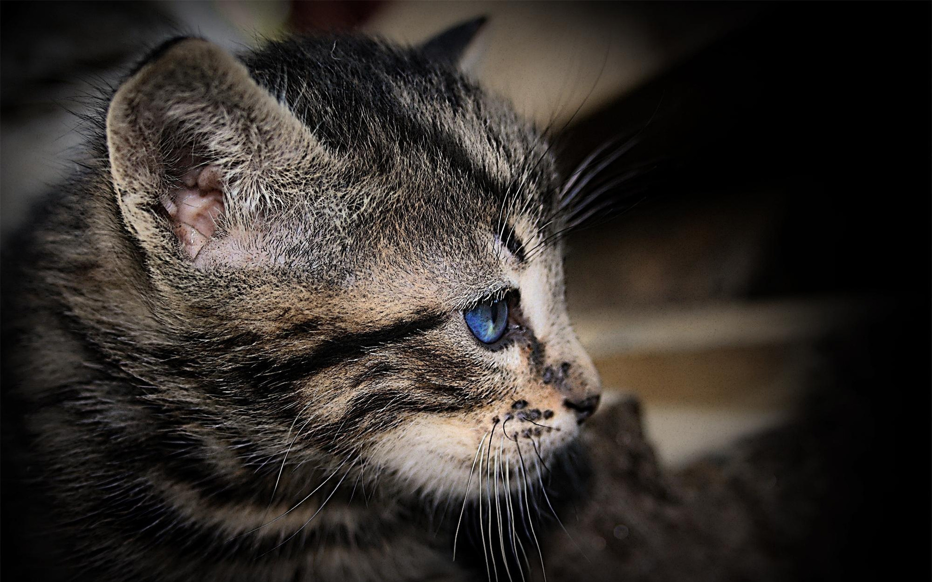 Baixar papel de parede para celular de Gato, Gatos, Animais gratuito.