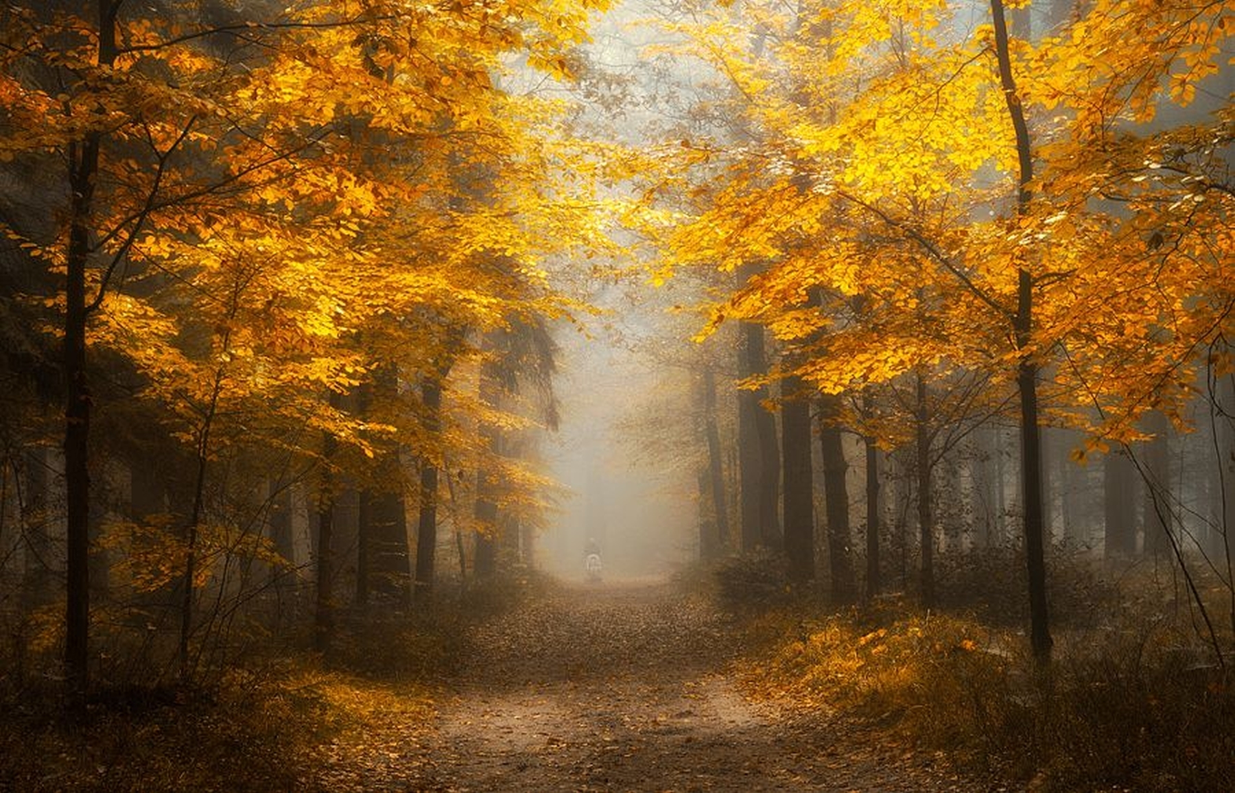 Download mobile wallpaper Forest, Tree, Fog, Fall, Path, Man Made for free.