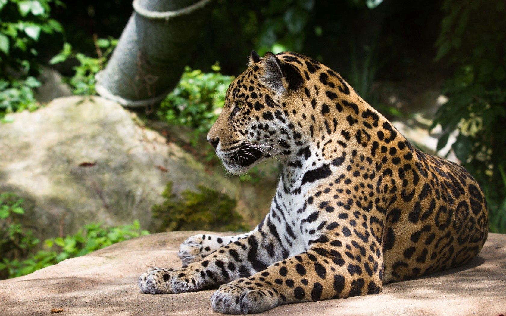 131200 télécharger l'image animaux, jaguar, prédateur, chat sauvage - fonds d'écran et économiseurs d'écran gratuits