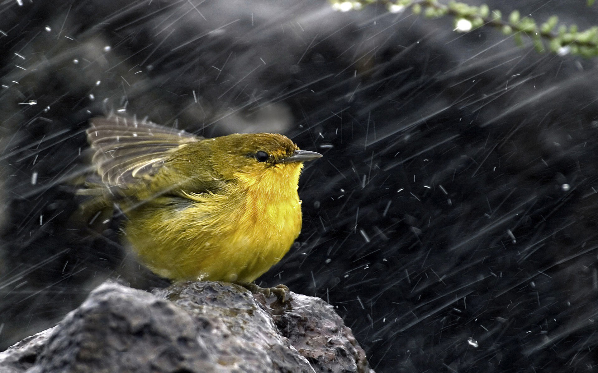 Baixar papel de parede para celular de Pássaro, Aves, Animais gratuito.