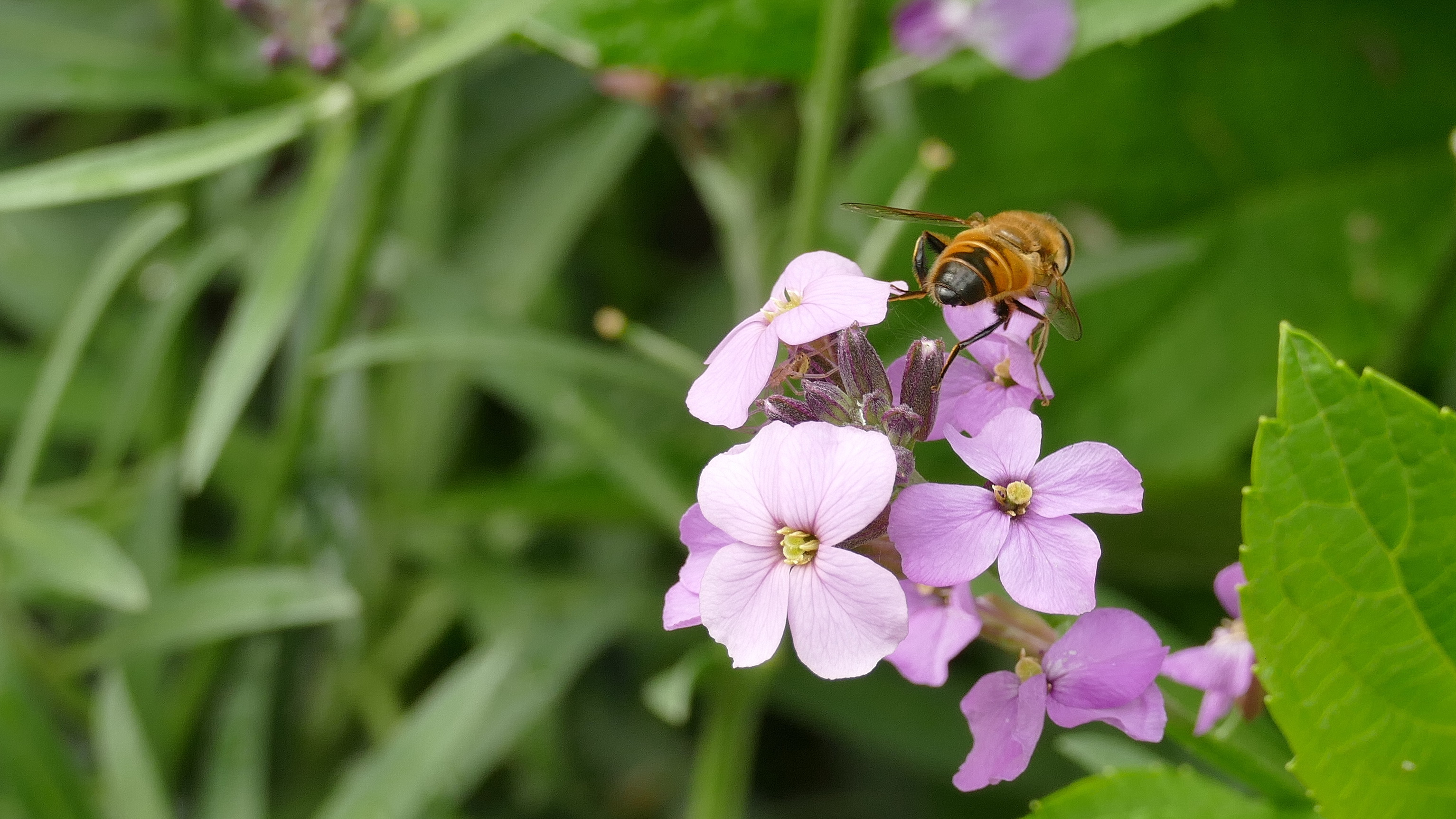 Скачать картинку Цветок, Пчела, Земля/природа, Флауэрсы в телефон бесплатно.