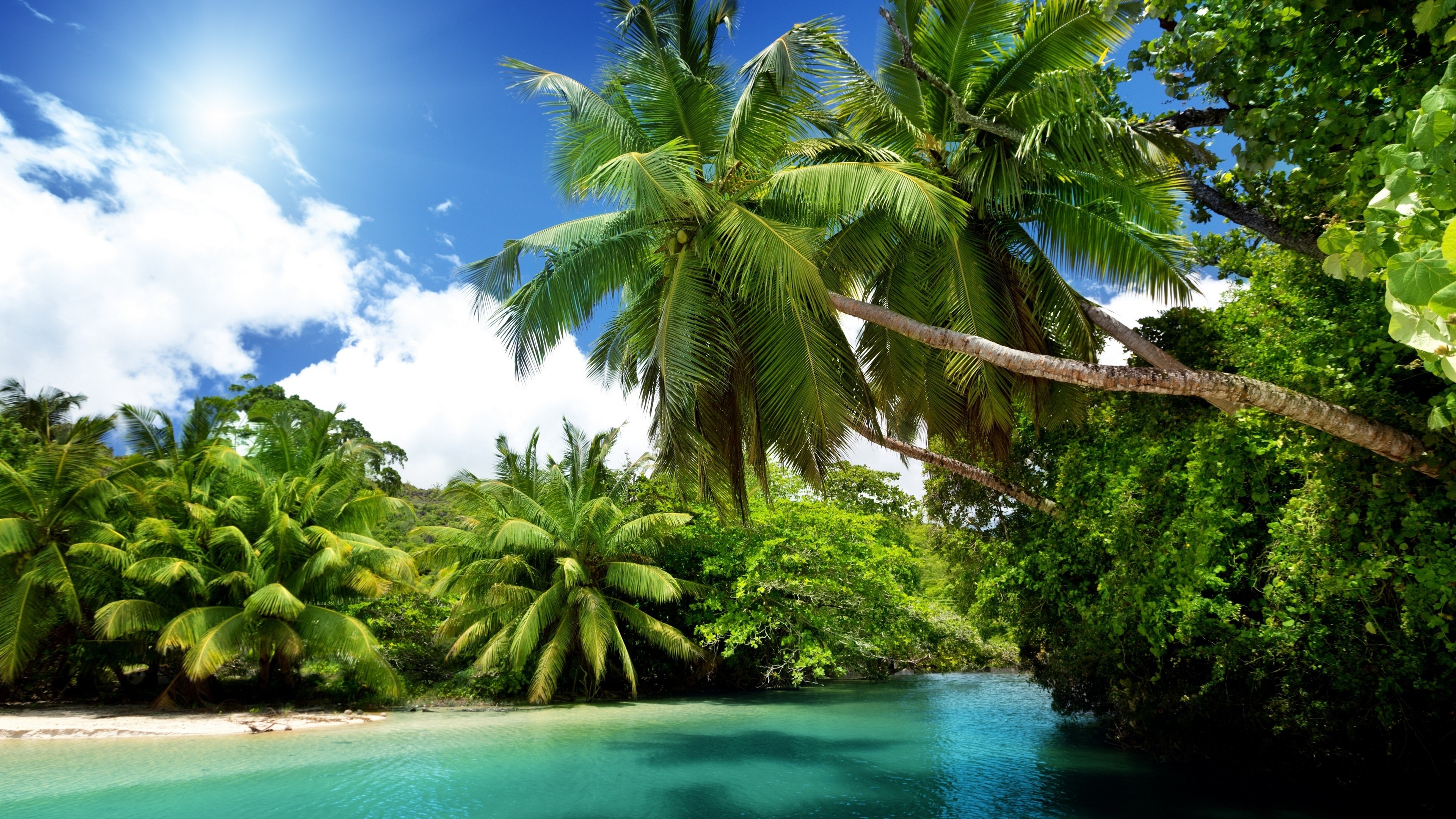 tropical, tropics, earth, lagoon, palm tree