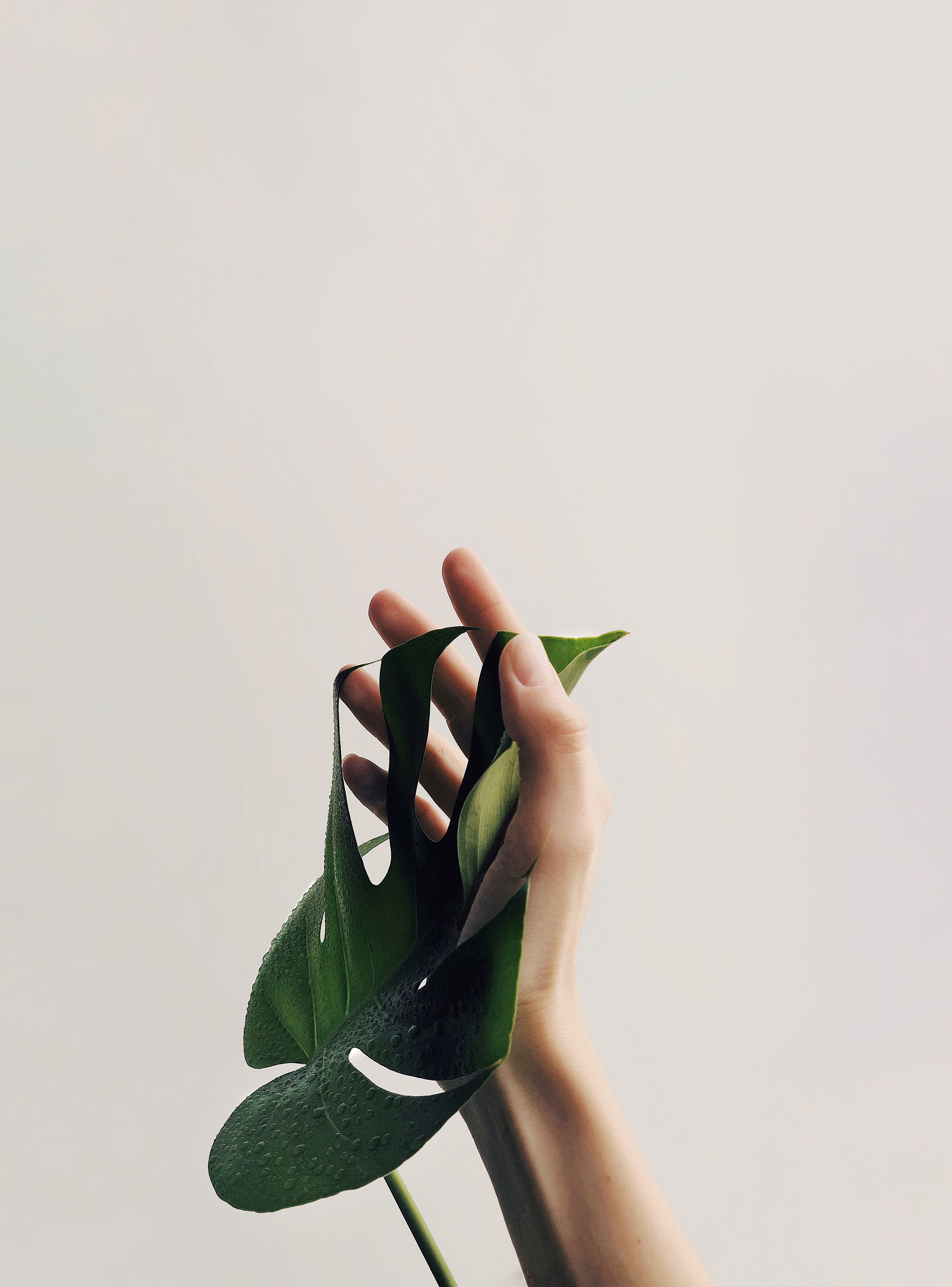 drops, plant, hand, minimalism, sheet, leaf