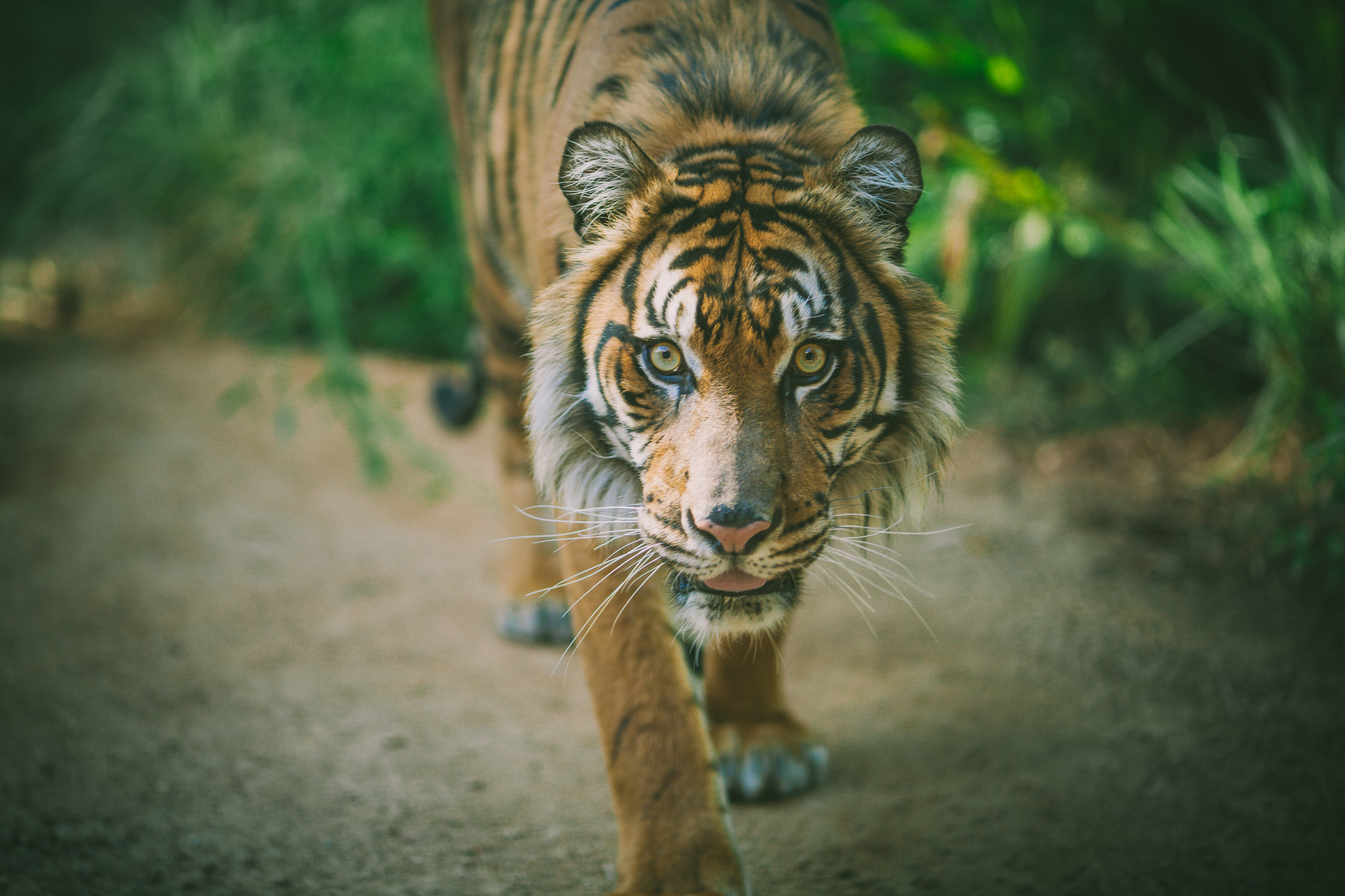 Descarga gratuita de fondo de pantalla para móvil de Gatos, Animales, Tigre.