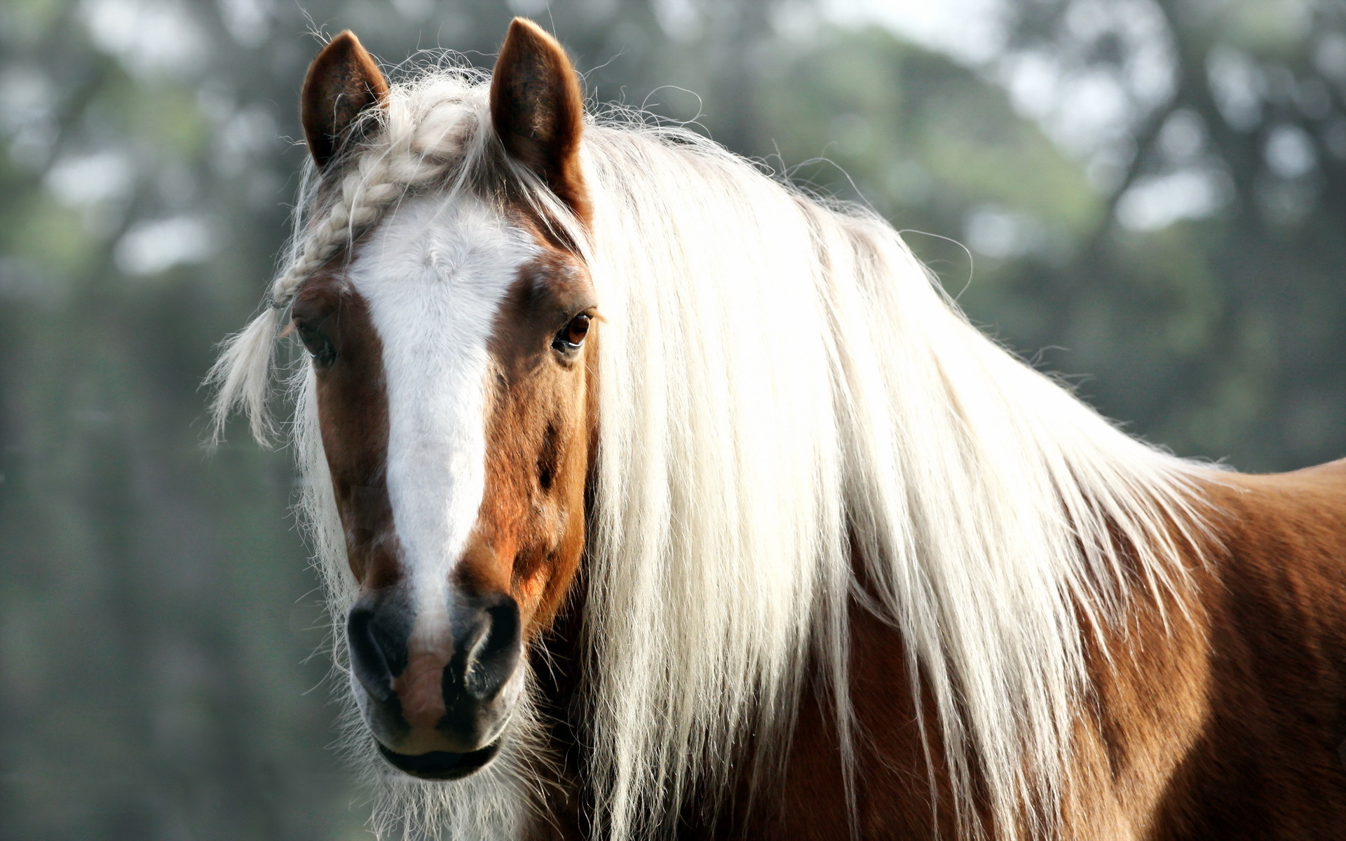 Téléchargez gratuitement l'image Animaux, Cheval sur le bureau de votre PC