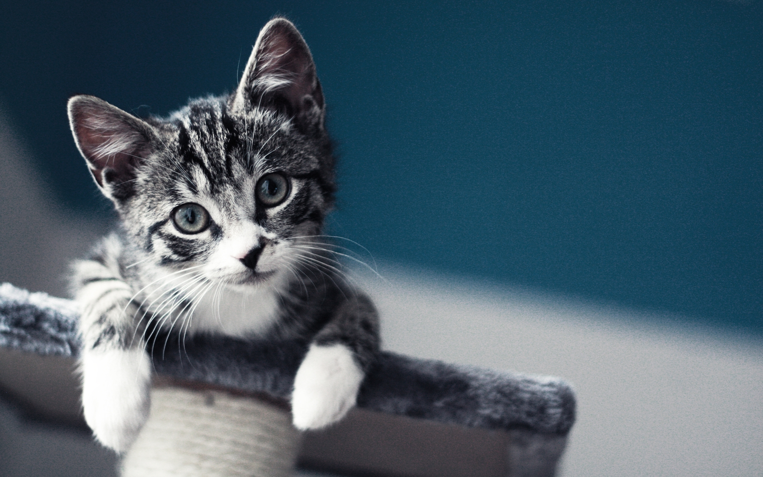 Téléchargez des papiers peints mobile Animaux, Chat gratuitement.